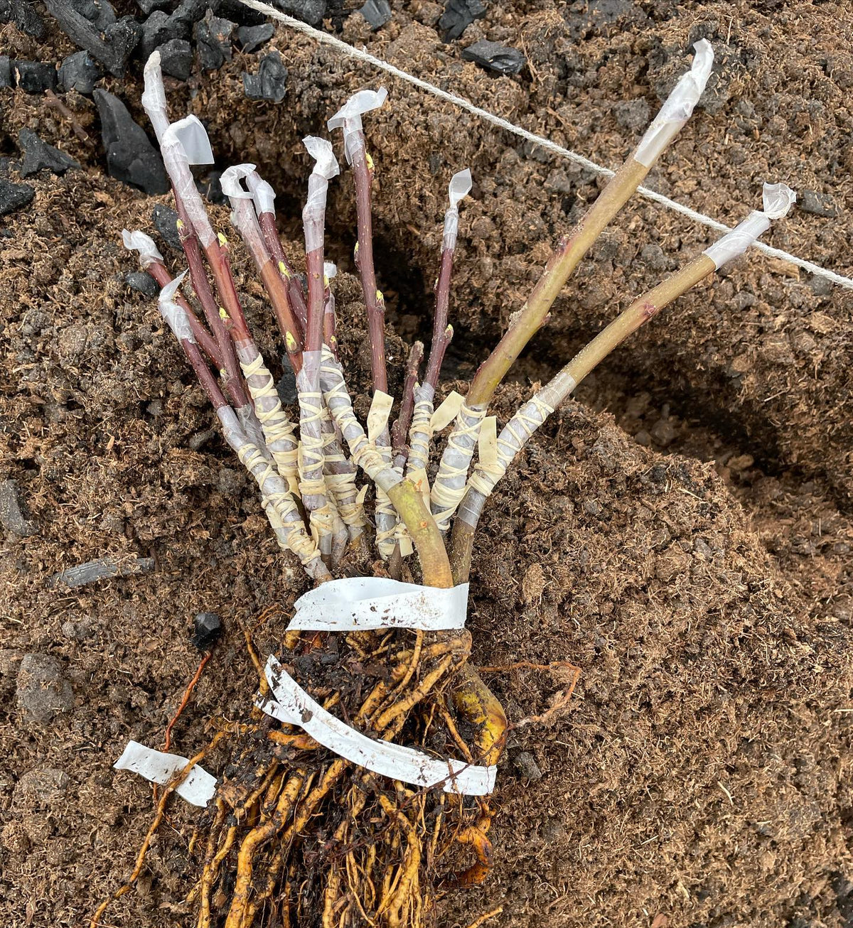 planted our first season’s apple bench grafts today, image 2 of 3