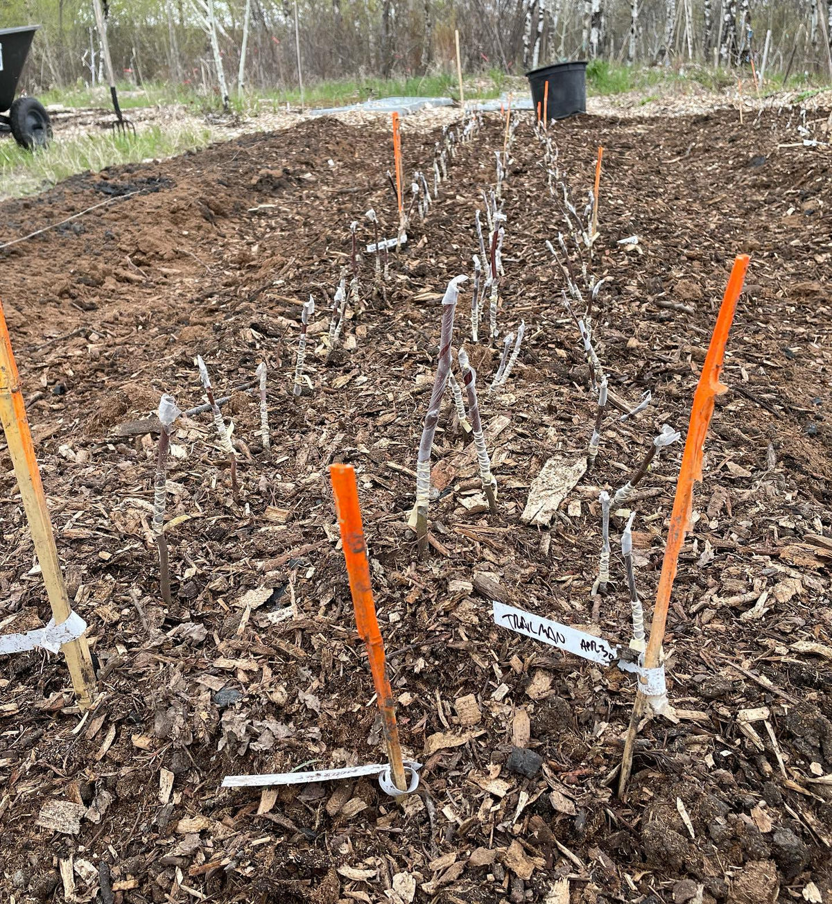 planted our first season’s apple bench grafts today, image 3 of 3