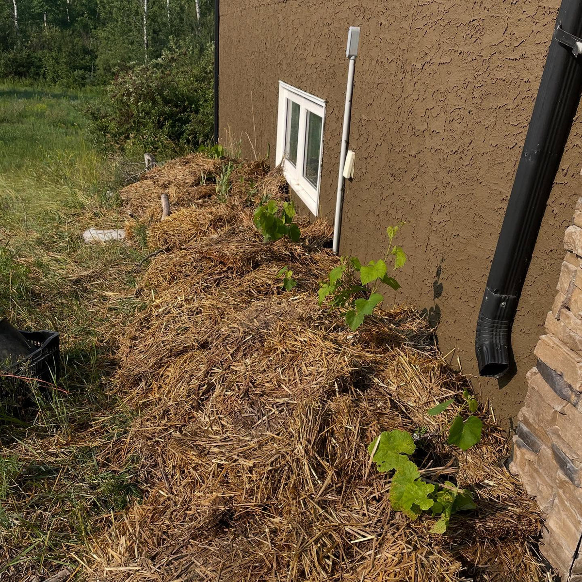 planted some grapes along this east wall, stucco with morning sun, heaped up with black soil and old wood chip