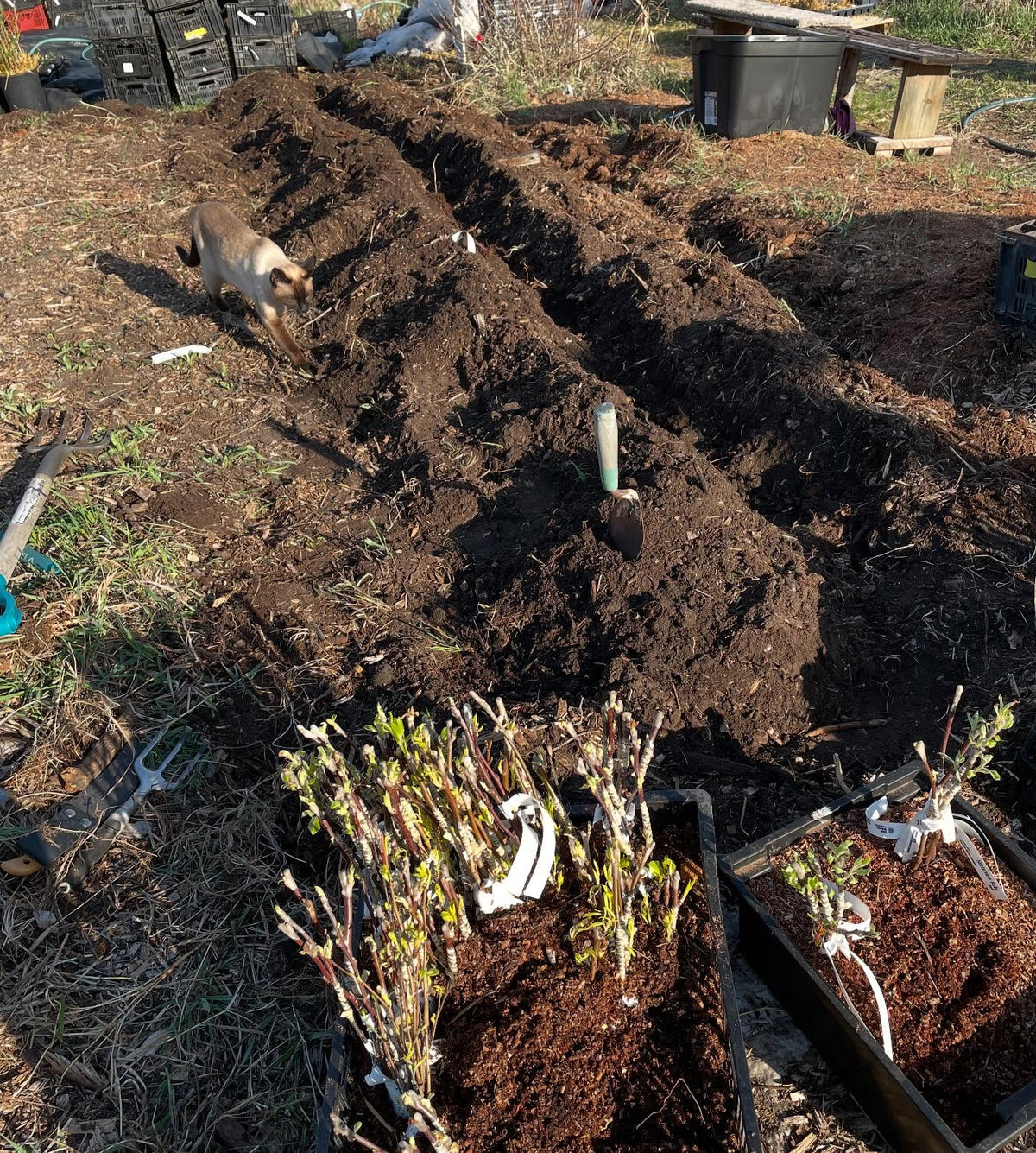 planting apple and pear bench grafts today, image 1 of 7
