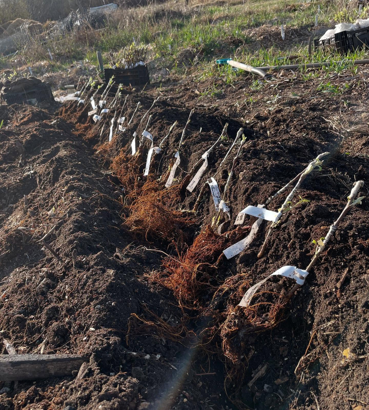 planting apple and pear bench grafts today, image 2 of 7
