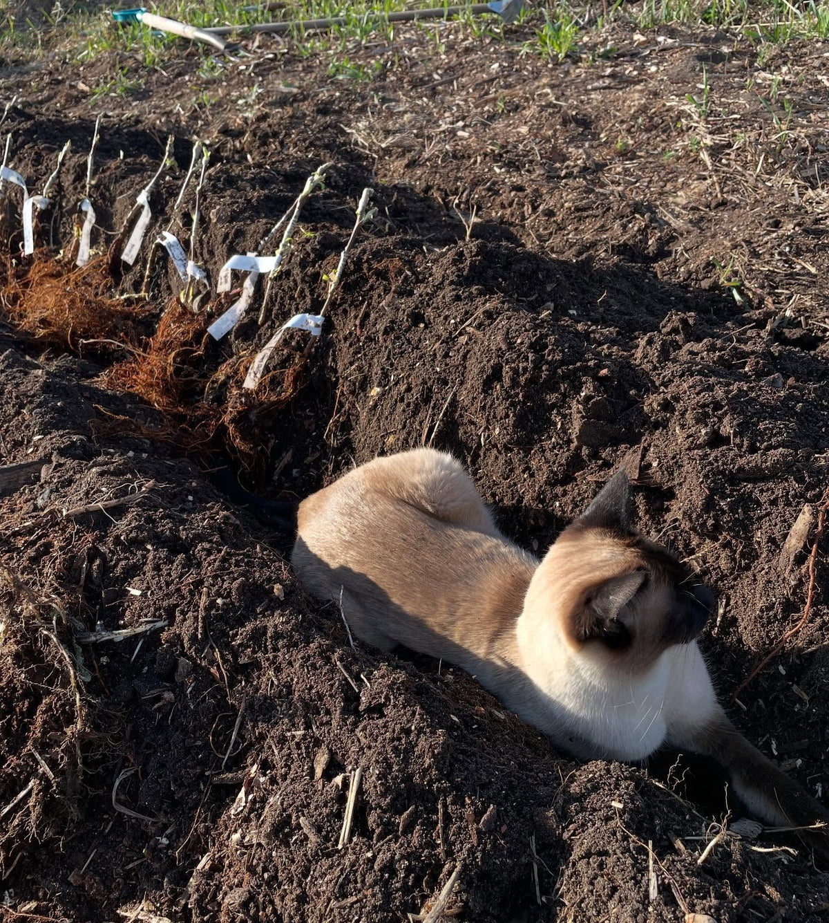 planting apple and pear bench grafts today, image 3 of 7
