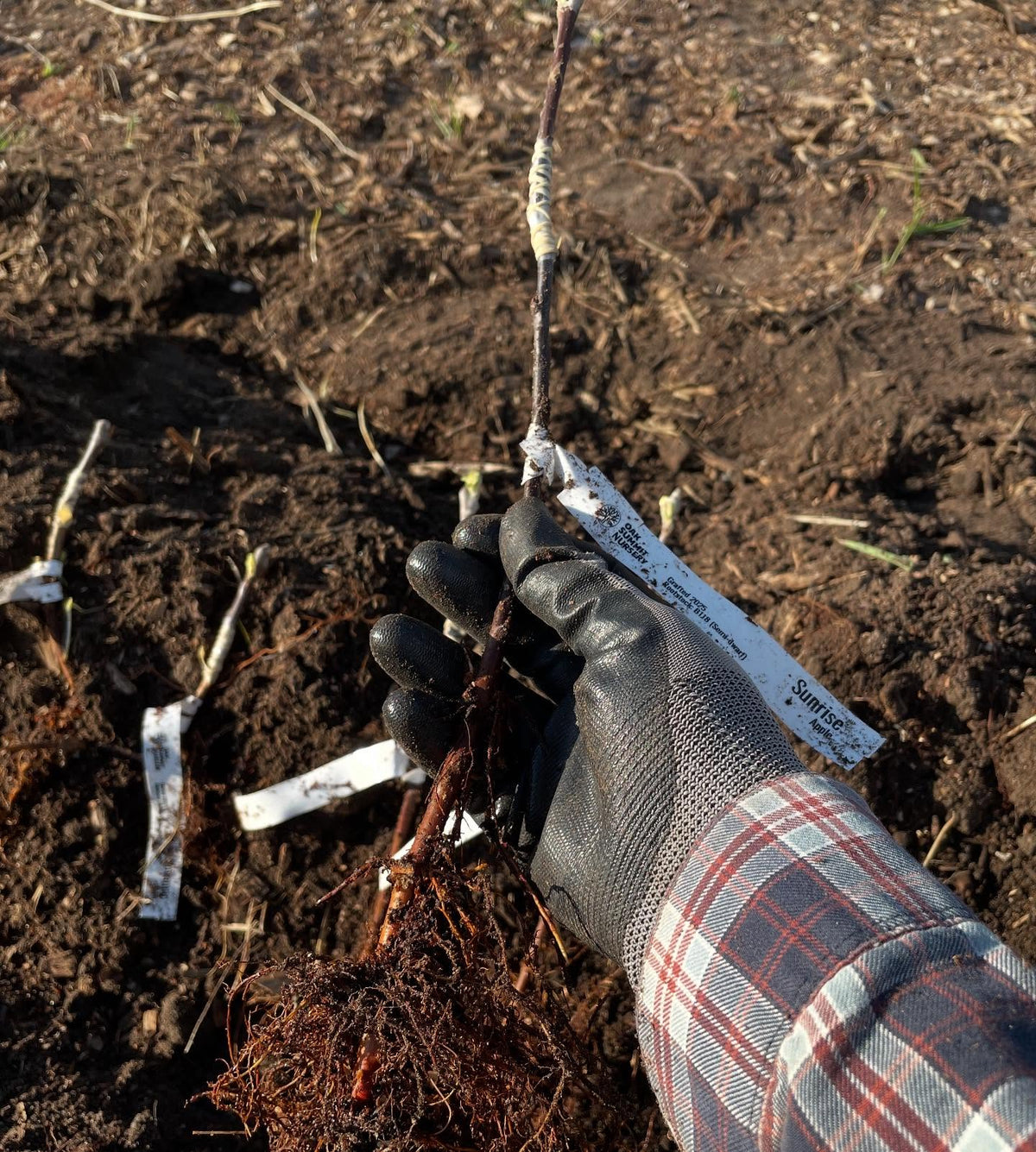 planting apple and pear bench grafts today, image 4 of 7