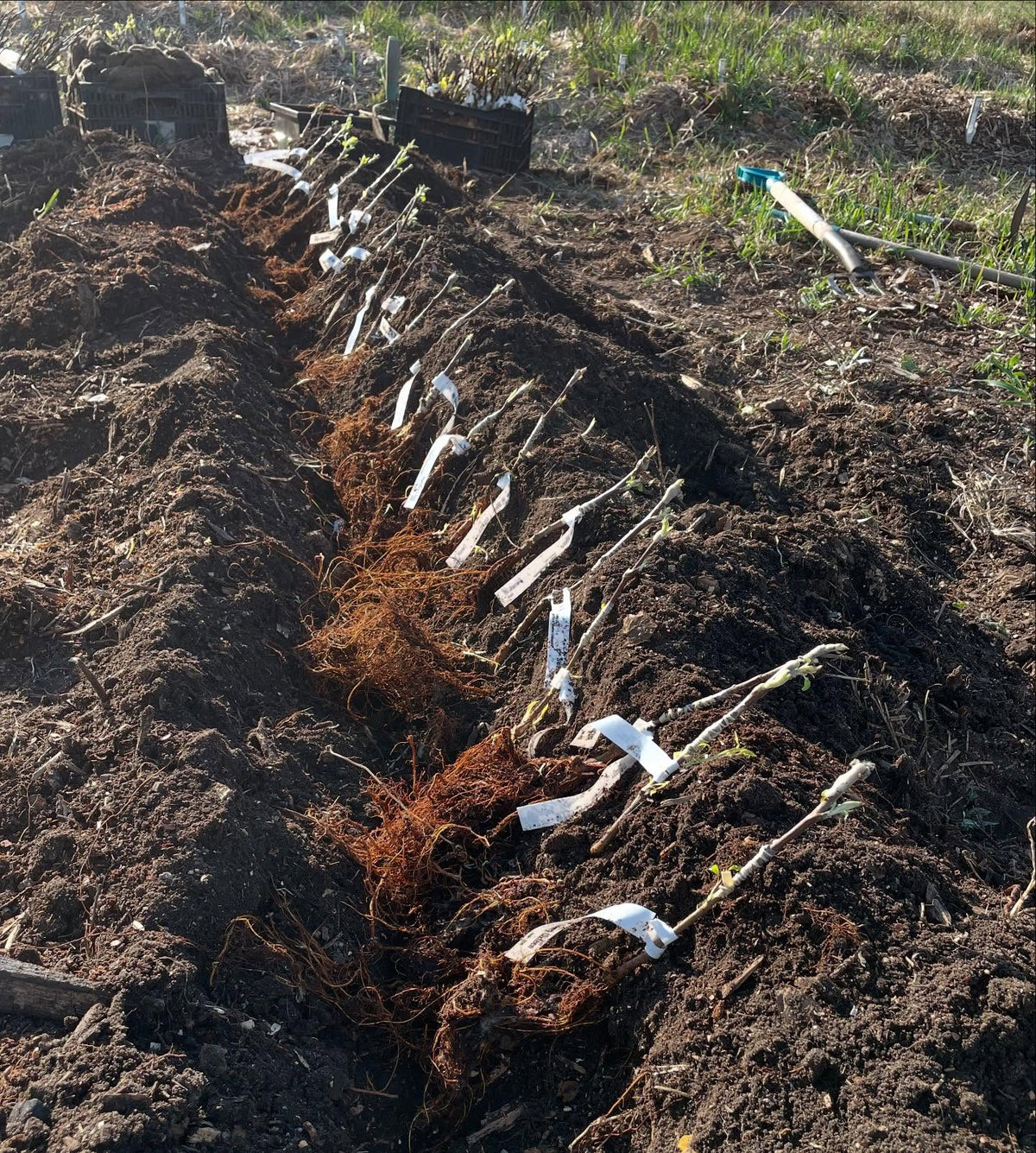 planting apple and pear bench grafts today, image 5 of 7
