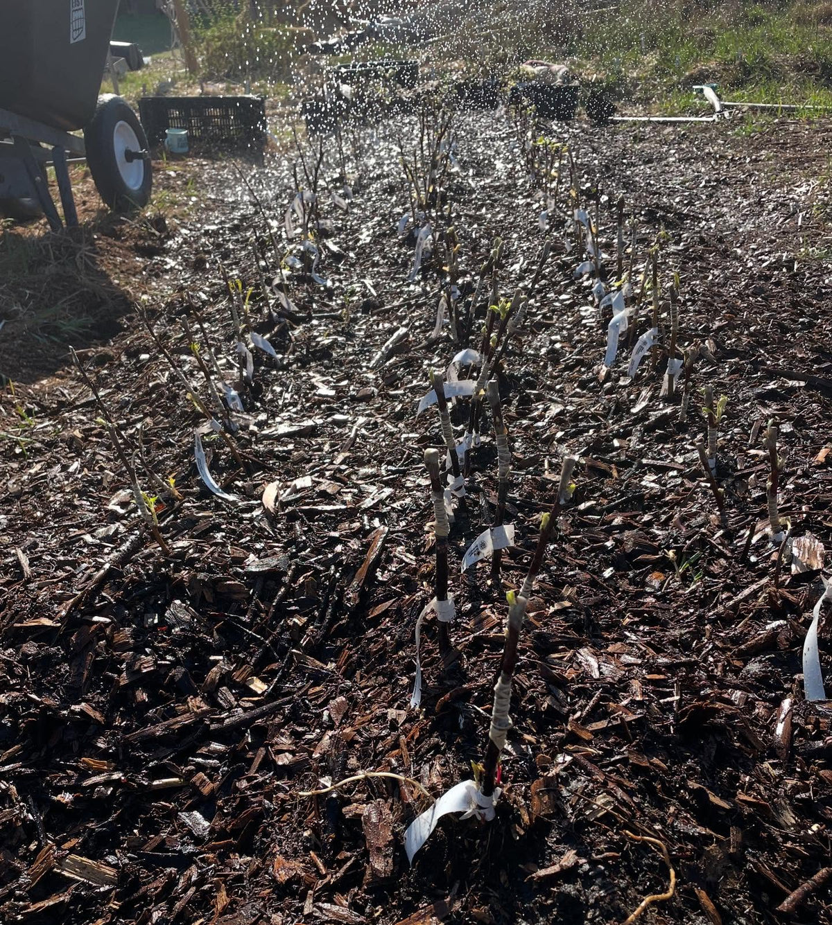 planting apple and pear bench grafts today, image 6 of 7