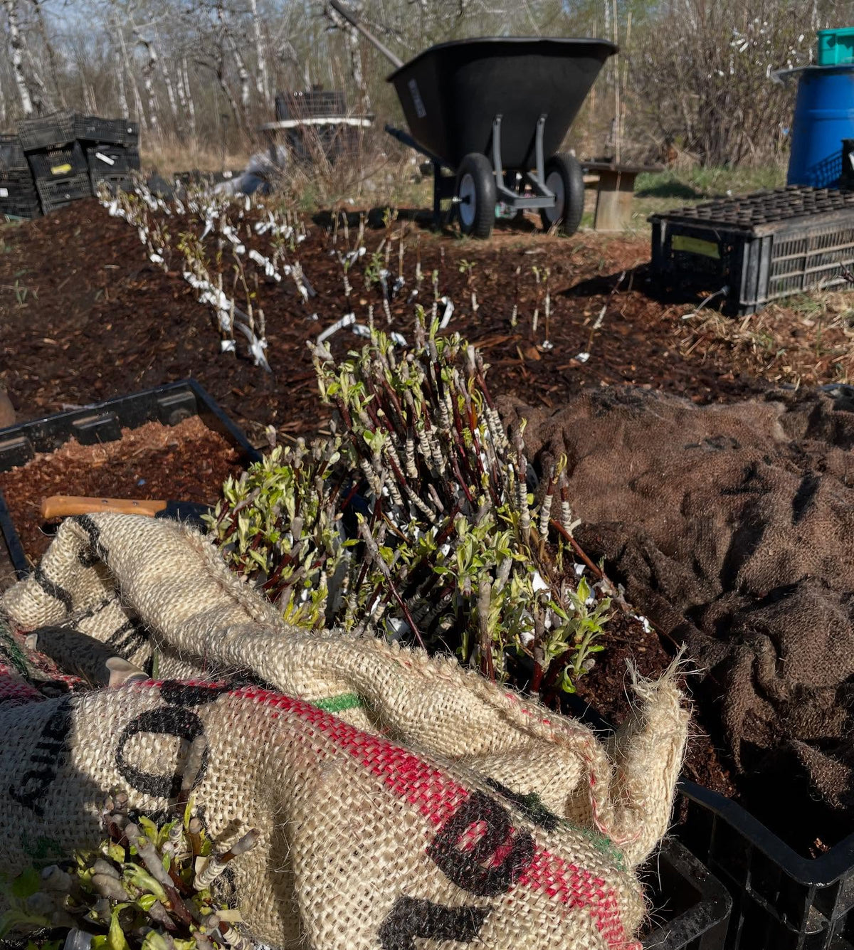 planting apple and pear bench grafts today, image 7 of 7