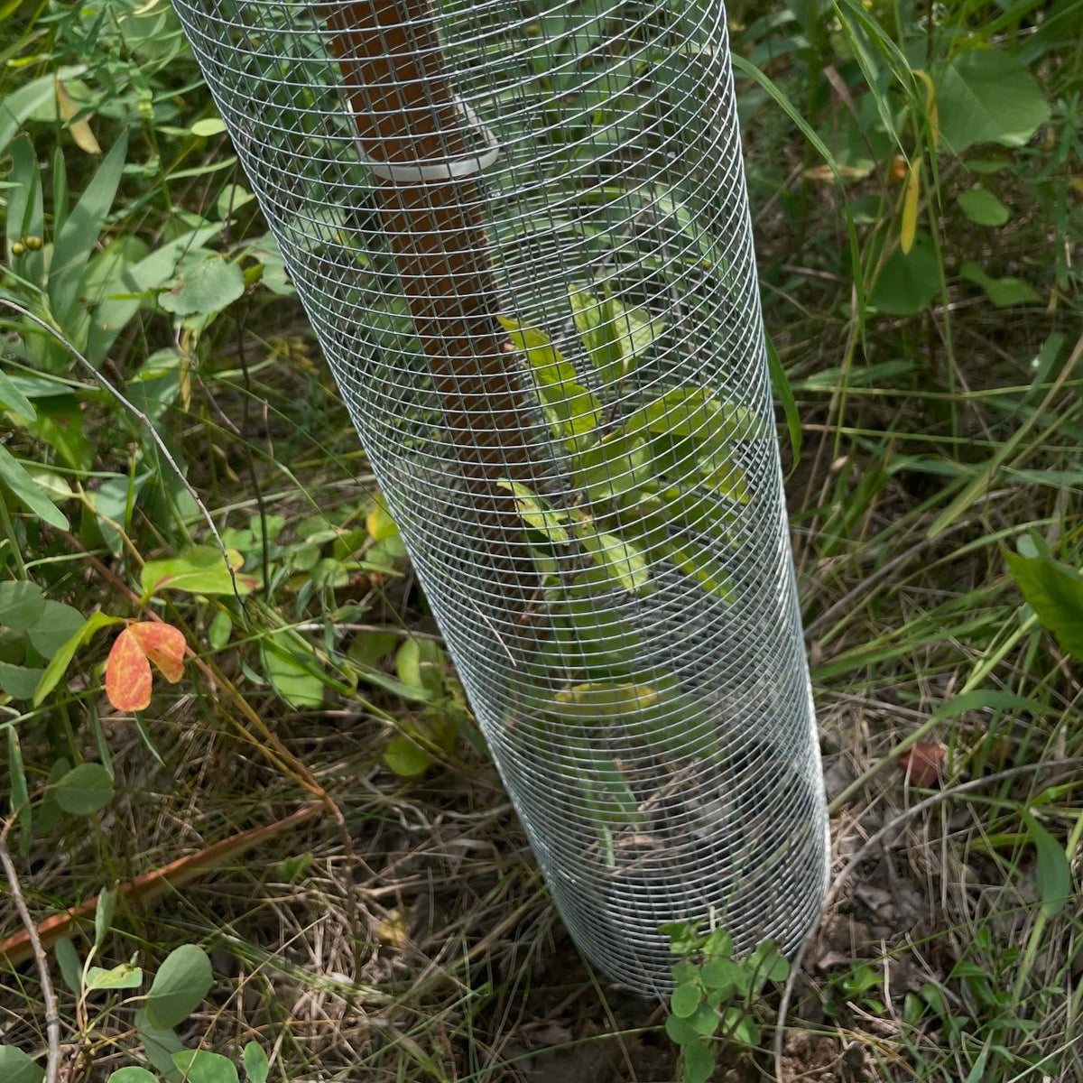 planting apple trees, the hardware cloth keeps out deer, rabbits and voles, image 1 of 2