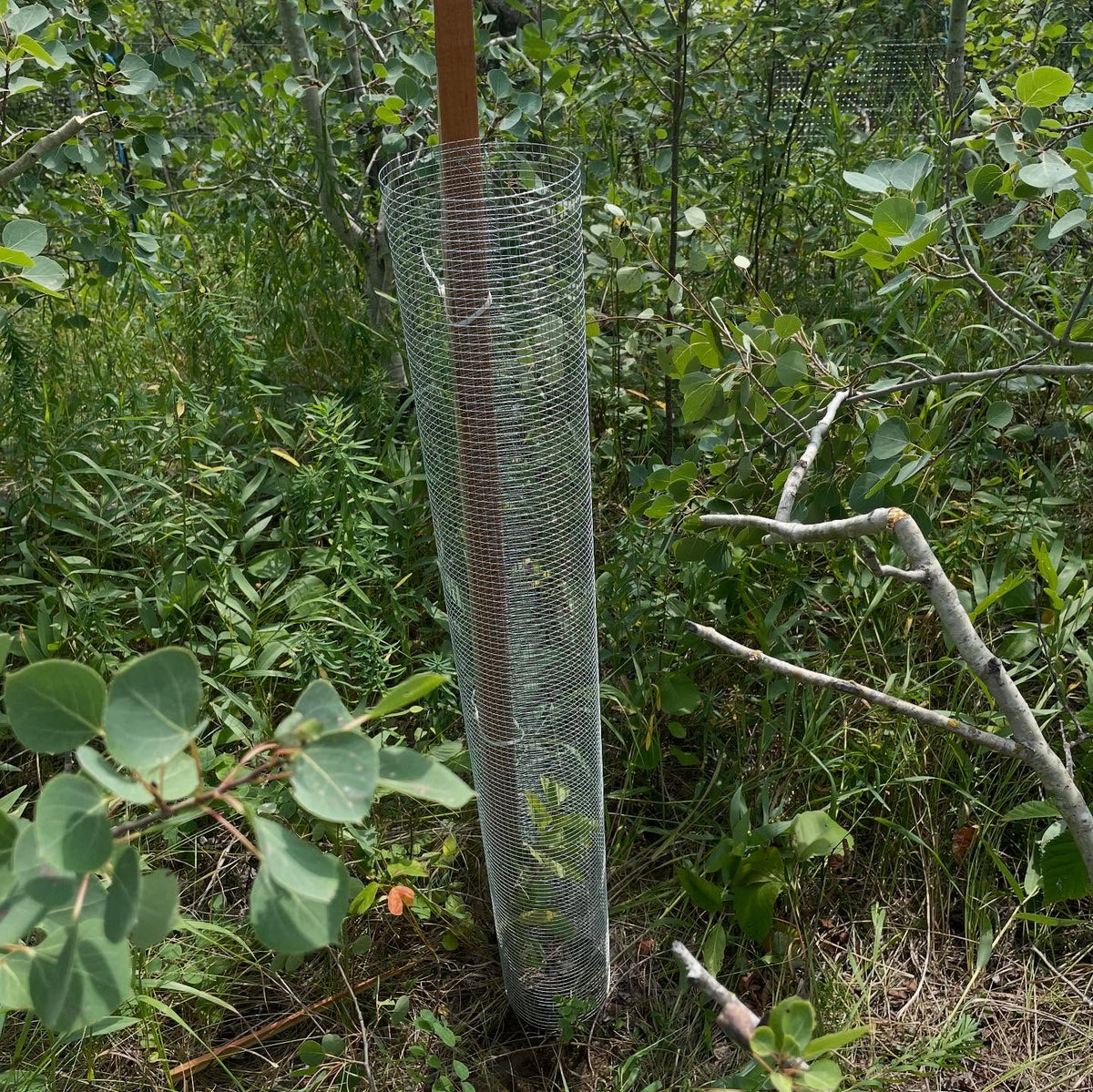 planting apple trees, the hardware cloth keeps out deer, rabbits and voles, image 2 of 2