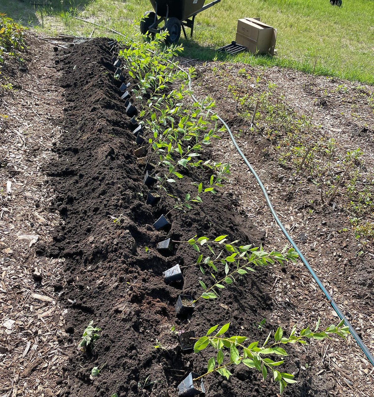 planting out a bed of mustang cherry rootstocks, image 1 of 3