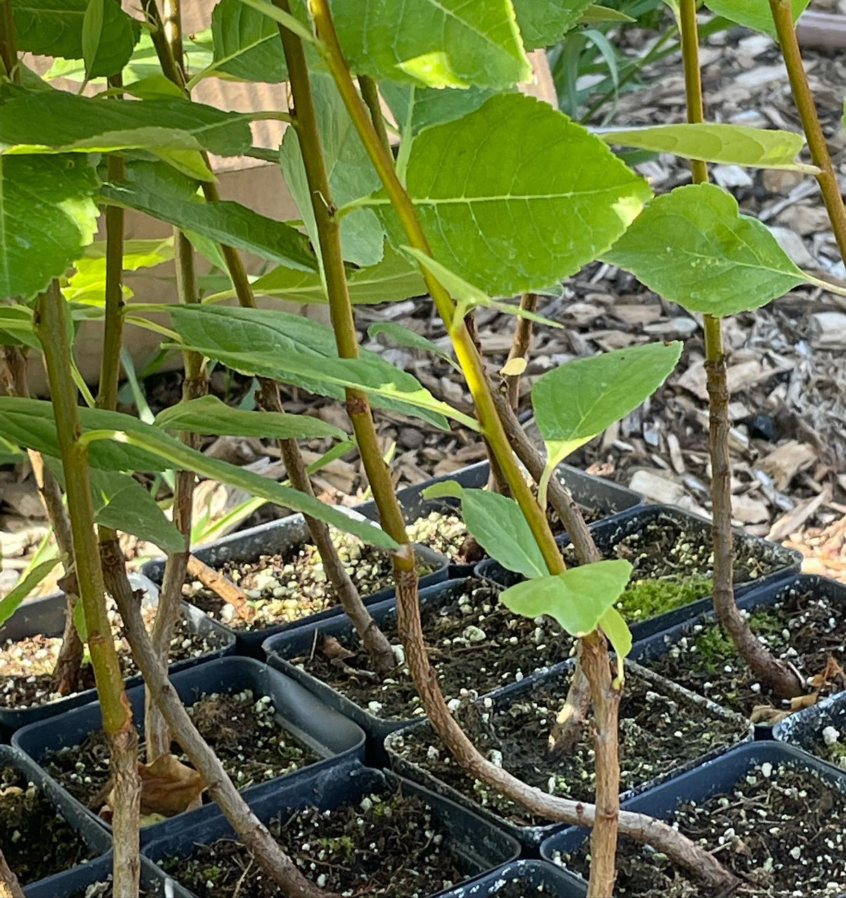 planting out a bed of mustang cherry rootstocks, image 2 of 3