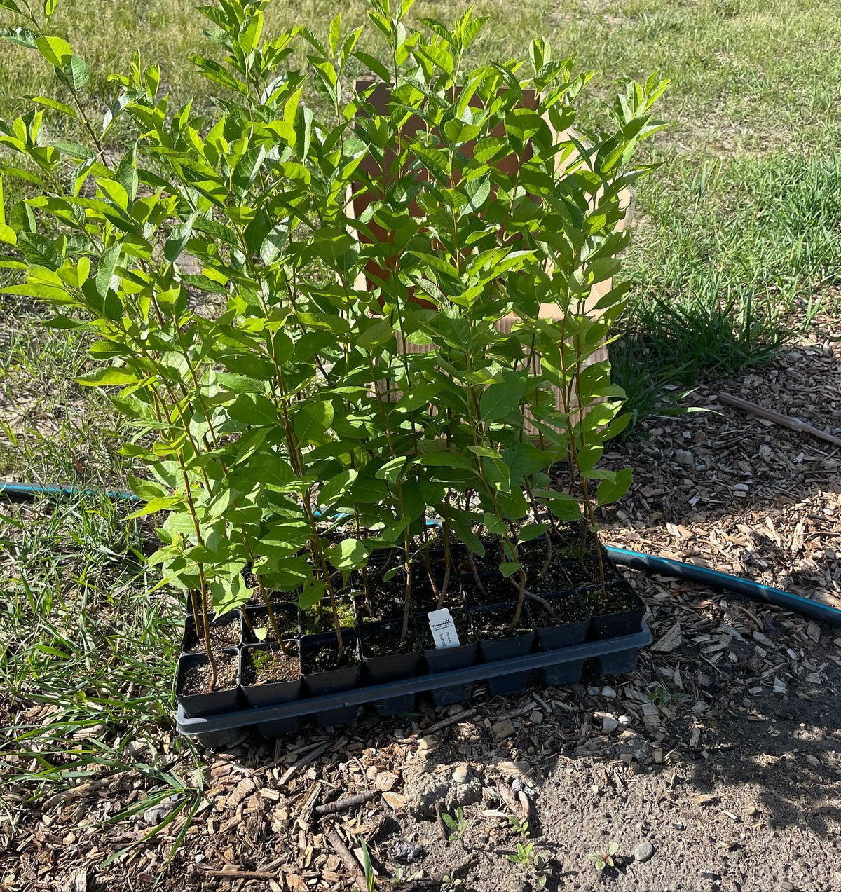 planting out a bed of mustang cherry rootstocks, image 3 of 3