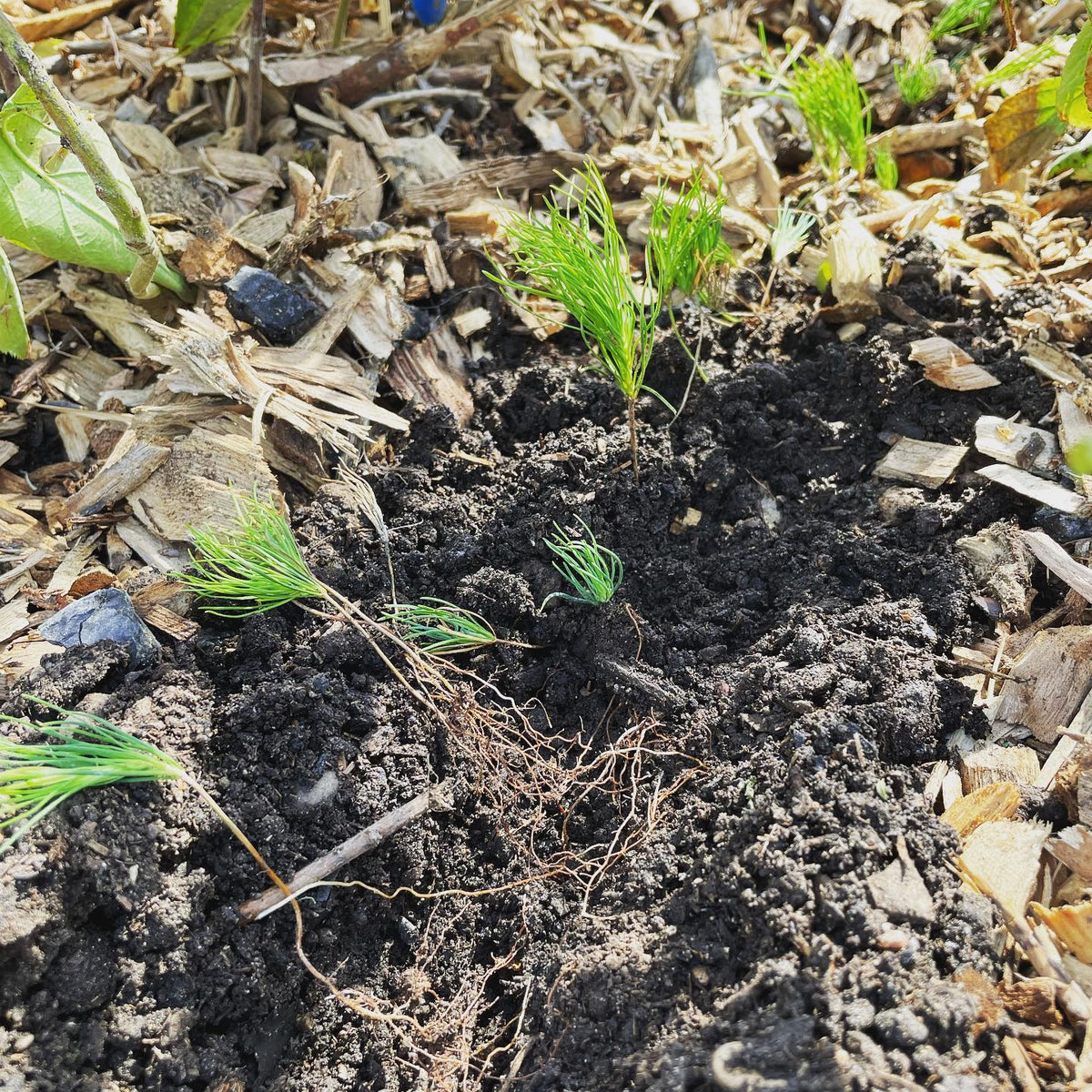 planting out some baby #mugopine these are 3 months old and about 2” tall