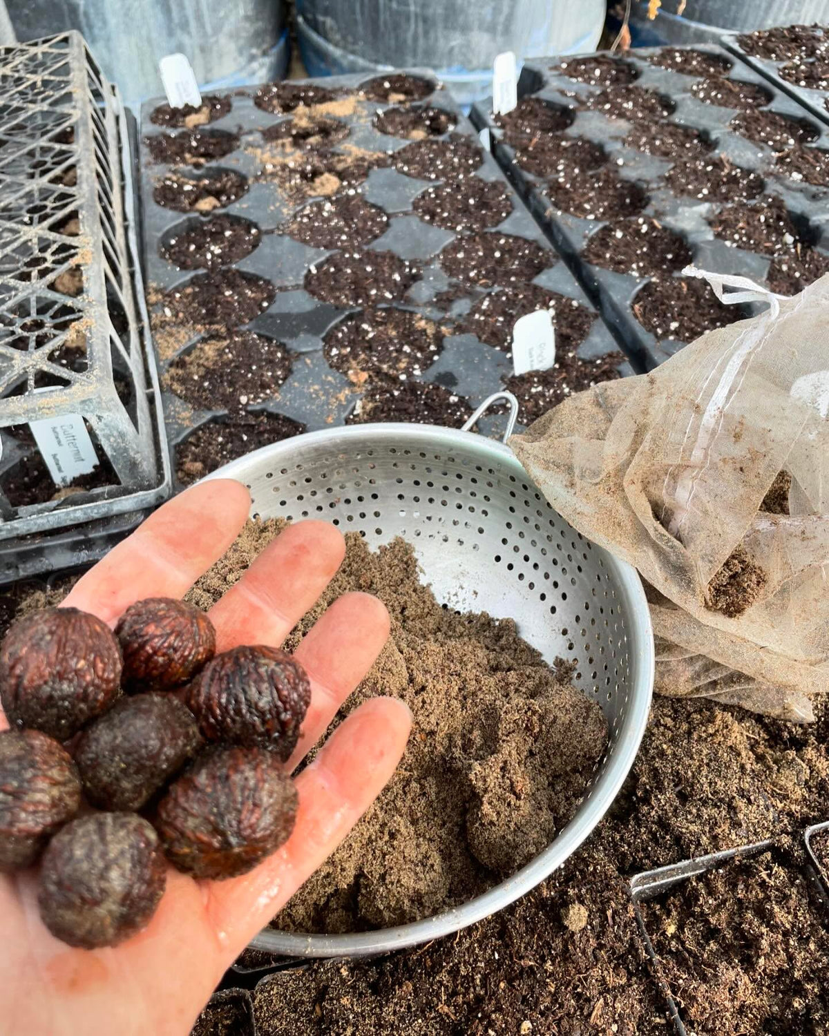 planting some zone 3 black walnuts today, trying some in trays, image 1 of 5