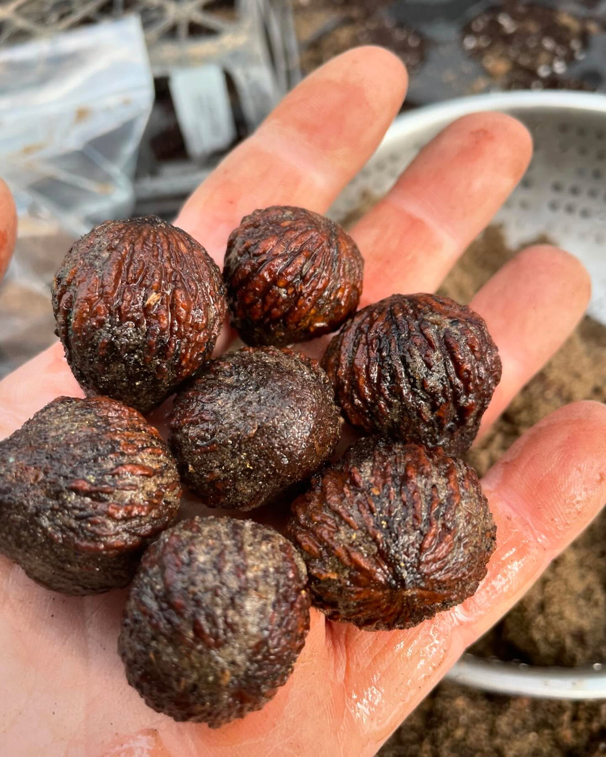 planting some zone 3 black walnuts today, trying some in trays, image 2 of 5