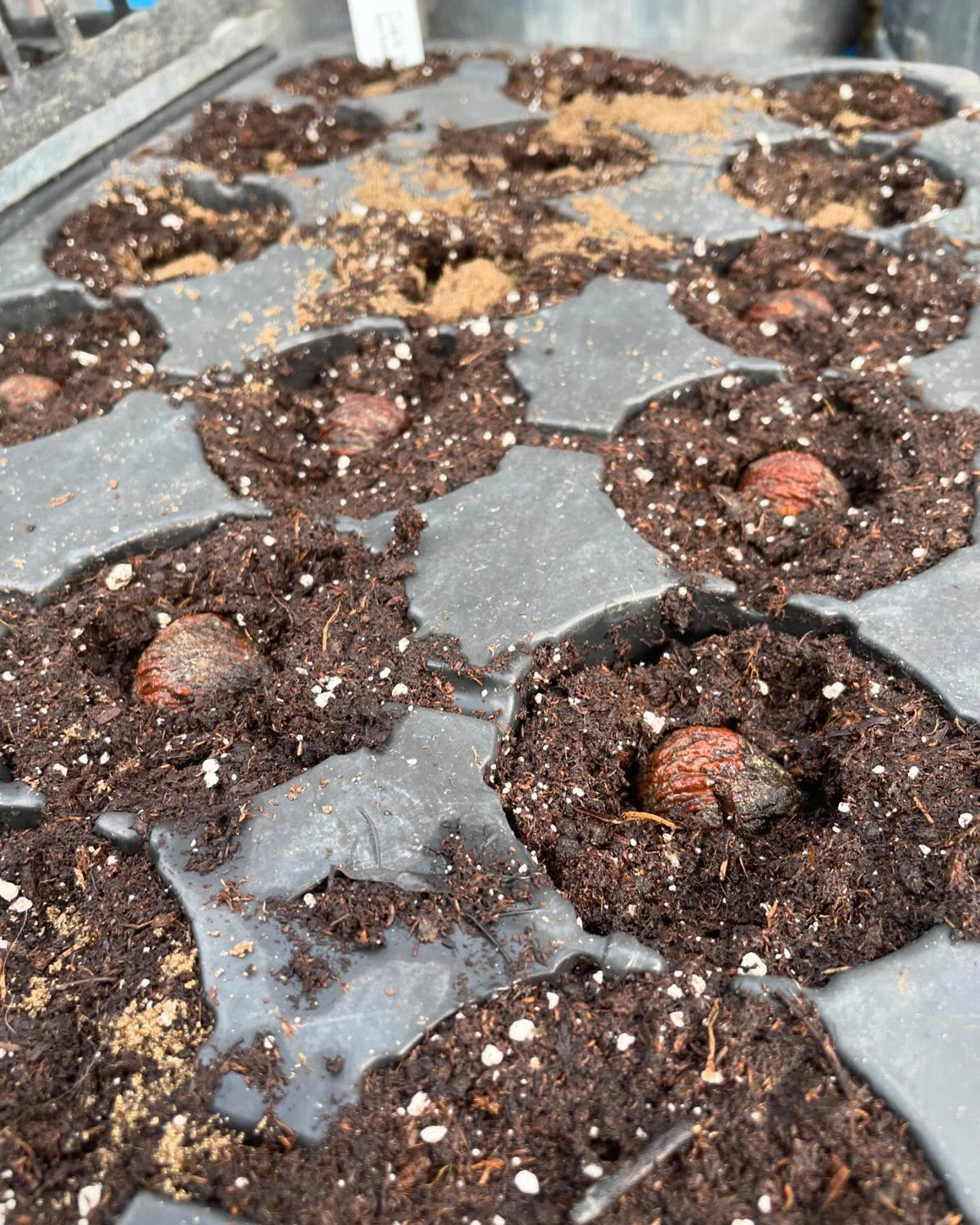 planting some zone 3 black walnuts today, trying some in trays, image 3 of 5
