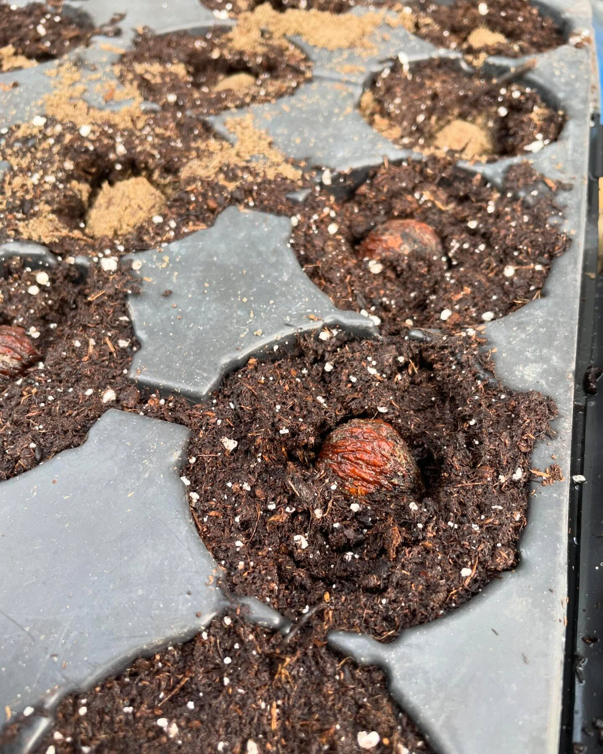 planting some zone 3 black walnuts today, trying some in trays, image 4 of 5