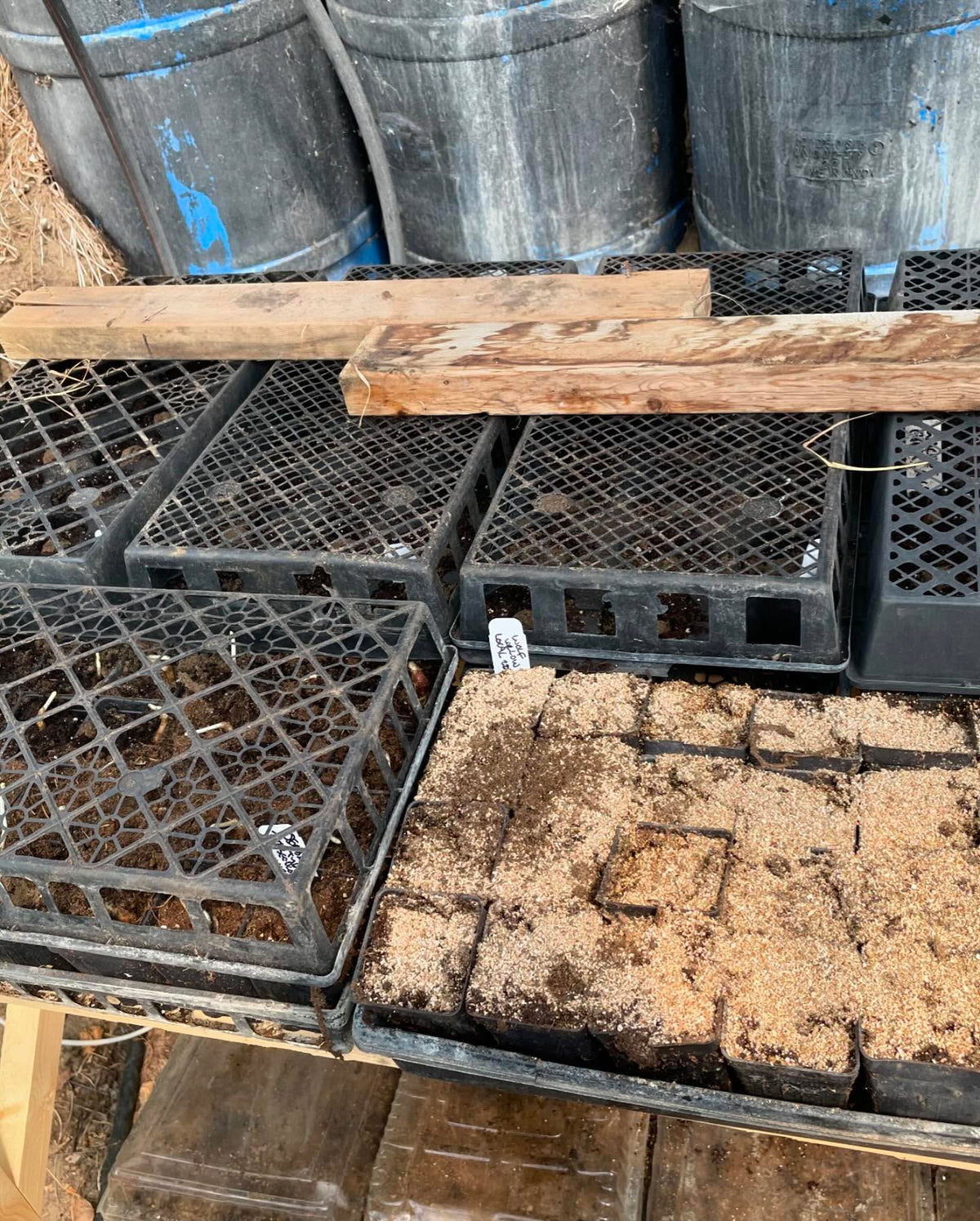 planting some zone 3 black walnuts today, trying some in trays, image 5 of 5