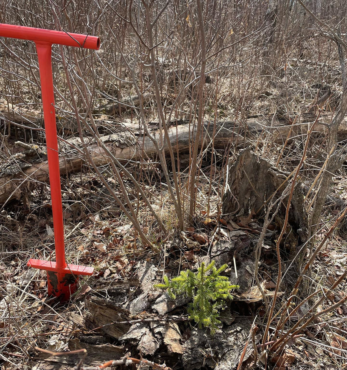 Planting spruce around our aspen forest, image 1 of 2