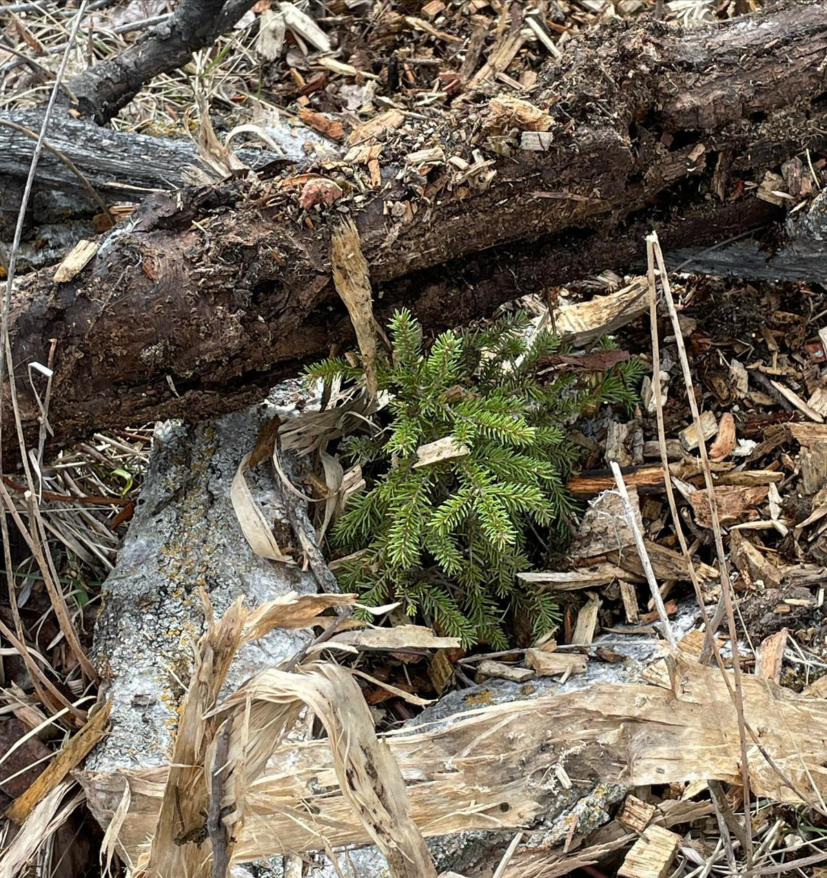 Planting spruce around our aspen forest, image 2 of 2