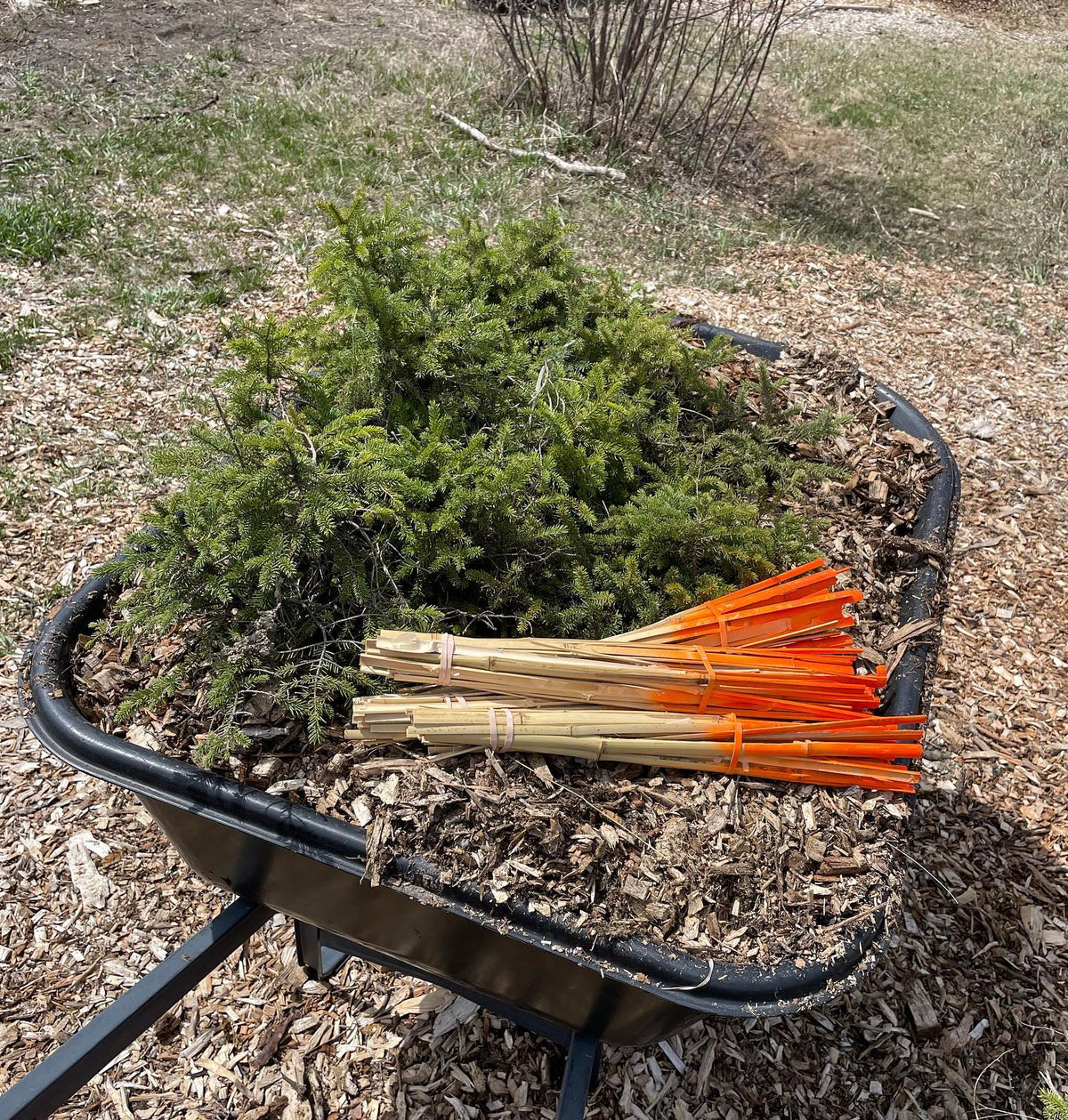 planting spruce today