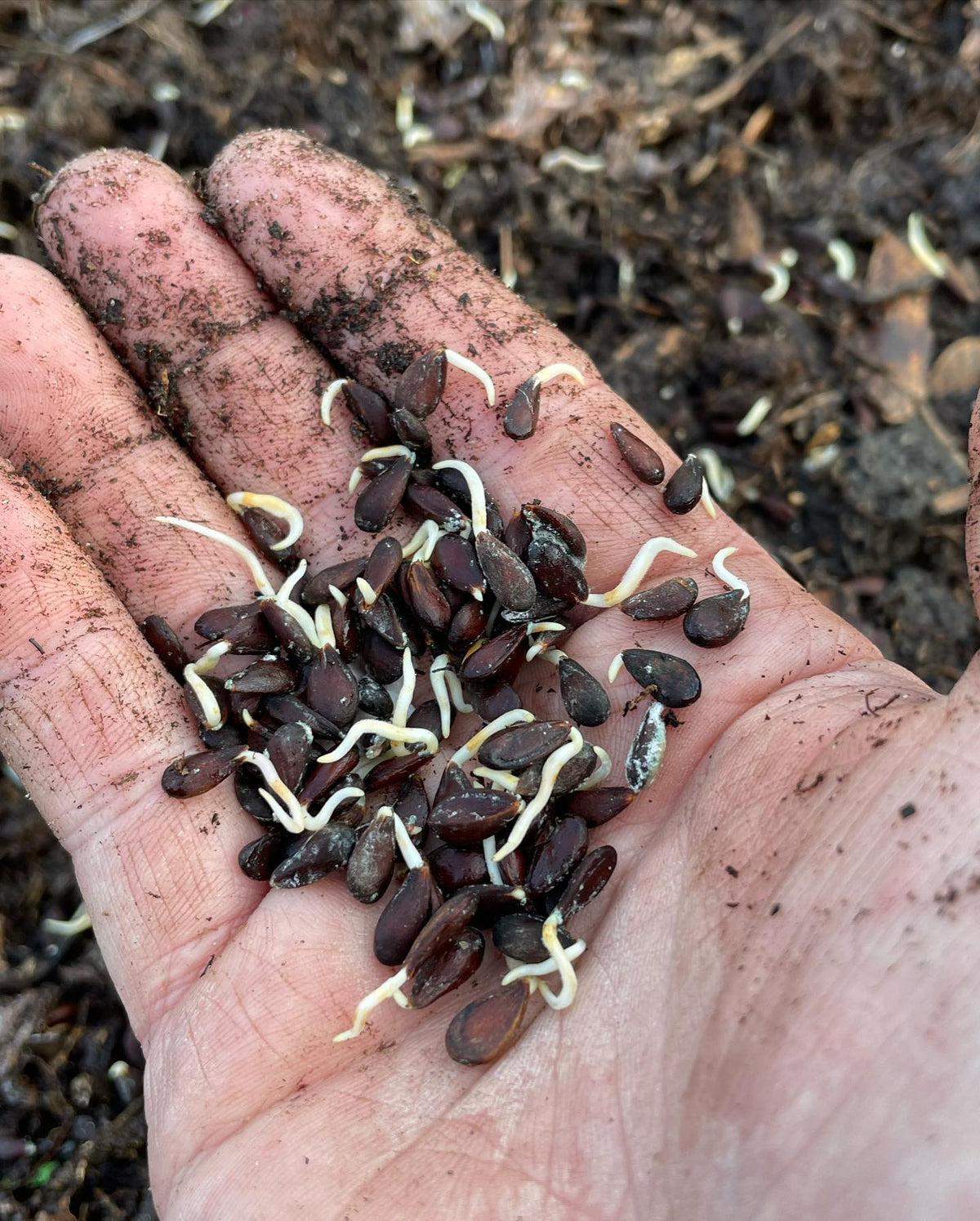 planting stratified seed, some open pollinated norkent apple seeds from a friend, ussurian pears, Asian pears,, image 1 of 4