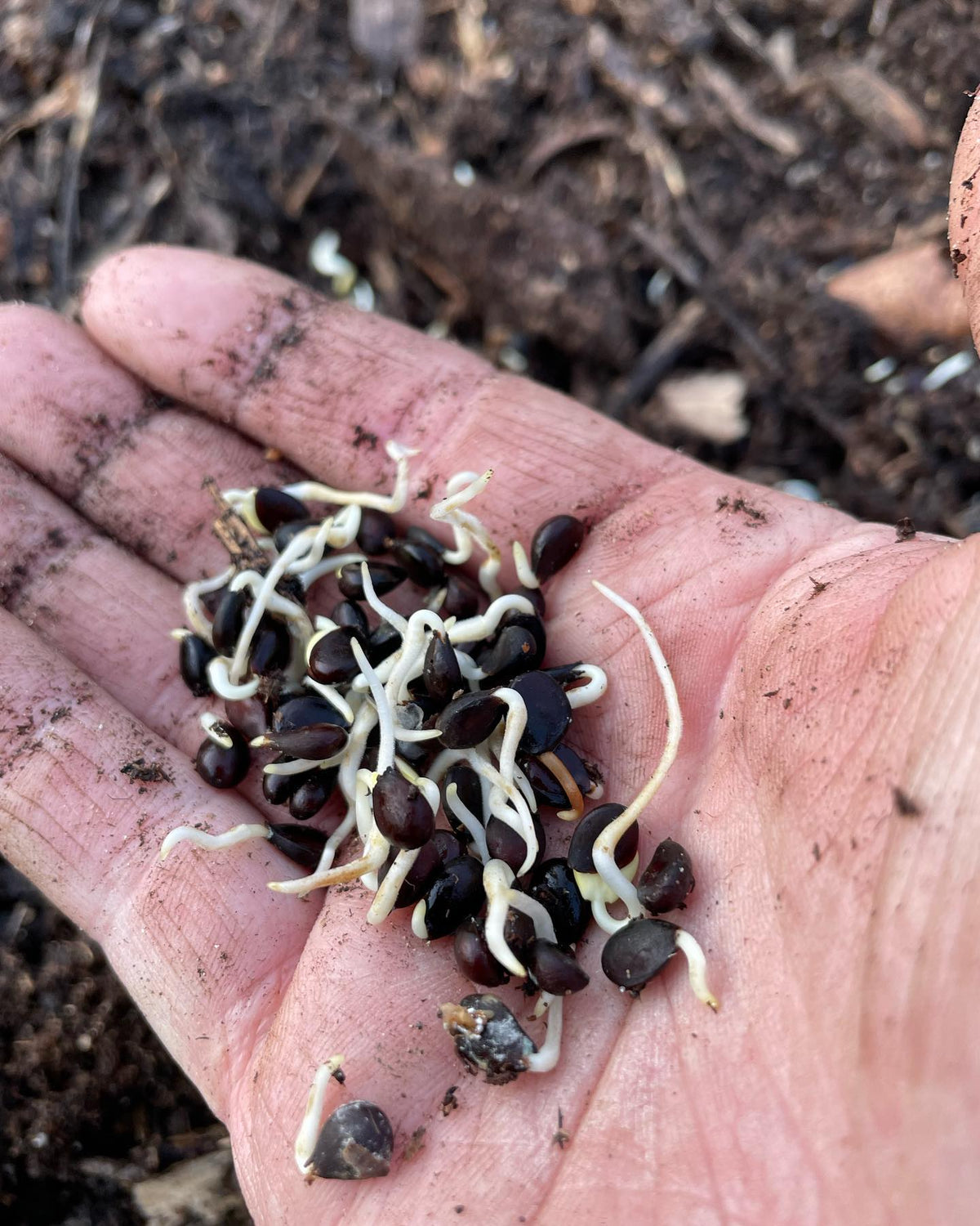planting stratified seed, some open pollinated norkent apple seeds from a friend, ussurian pears, Asian pears,, image 2 of 4