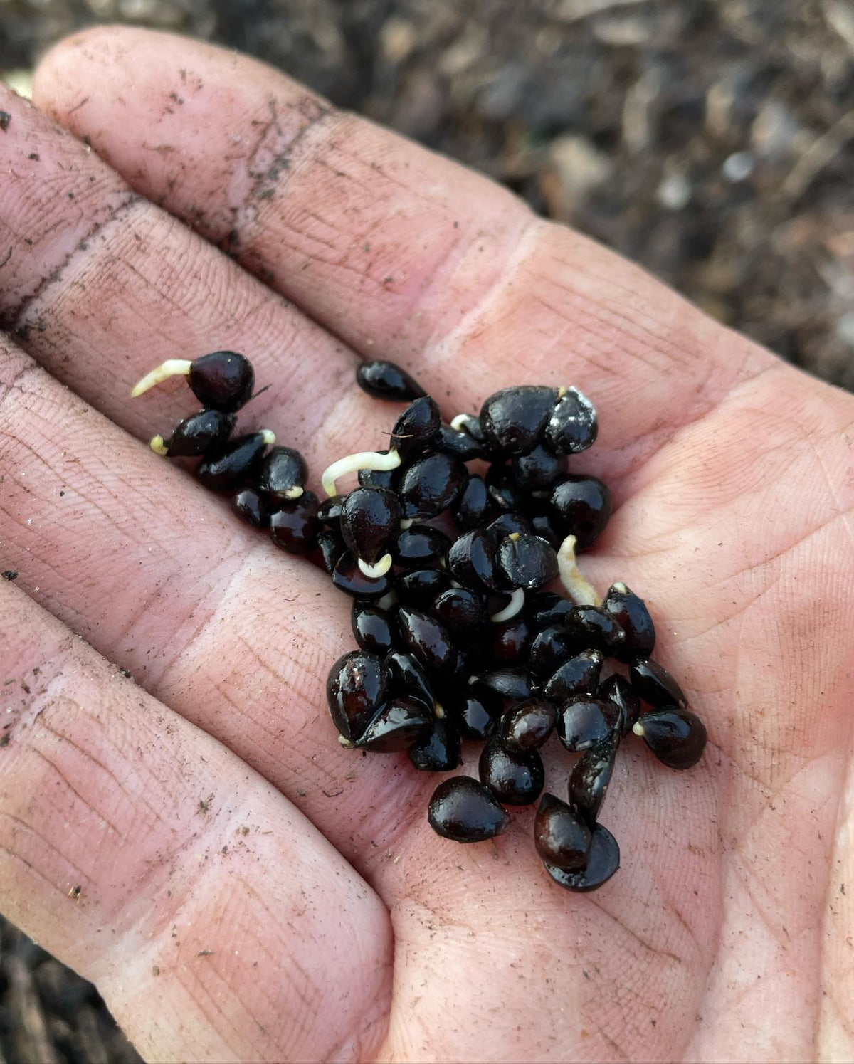 planting stratified seed, some open pollinated norkent apple seeds from a friend, ussurian pears, Asian pears,, image 3 of 4