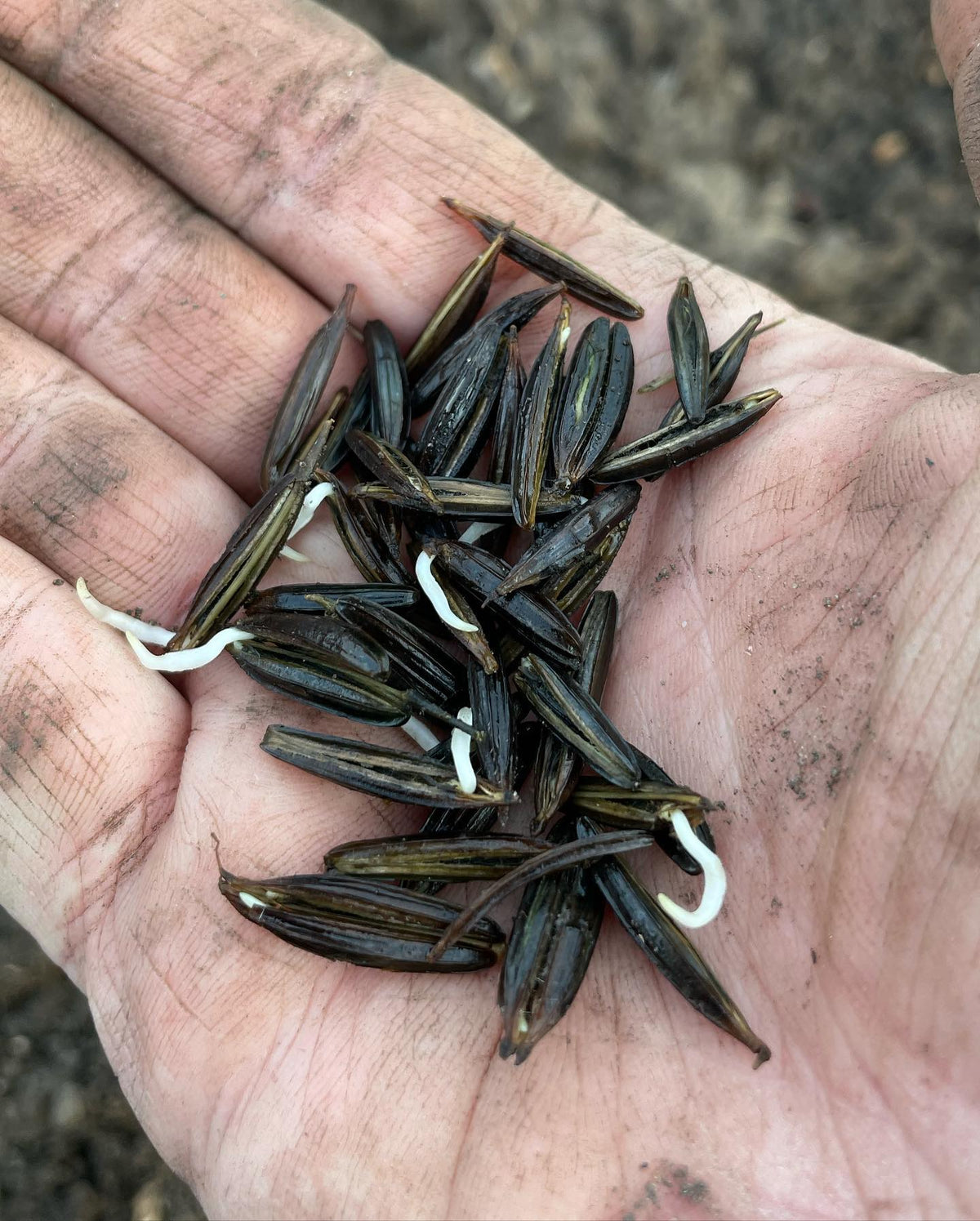 planting stratified seed, some open pollinated norkent apple seeds from a friend, ussurian pears, Asian pears,, image 4 of 4