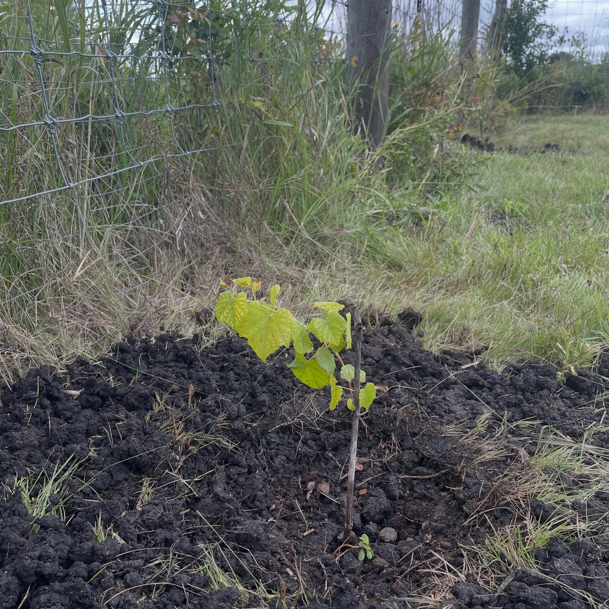Newly planted Valiant grape vine beside the Assiniboine Food Forest fence