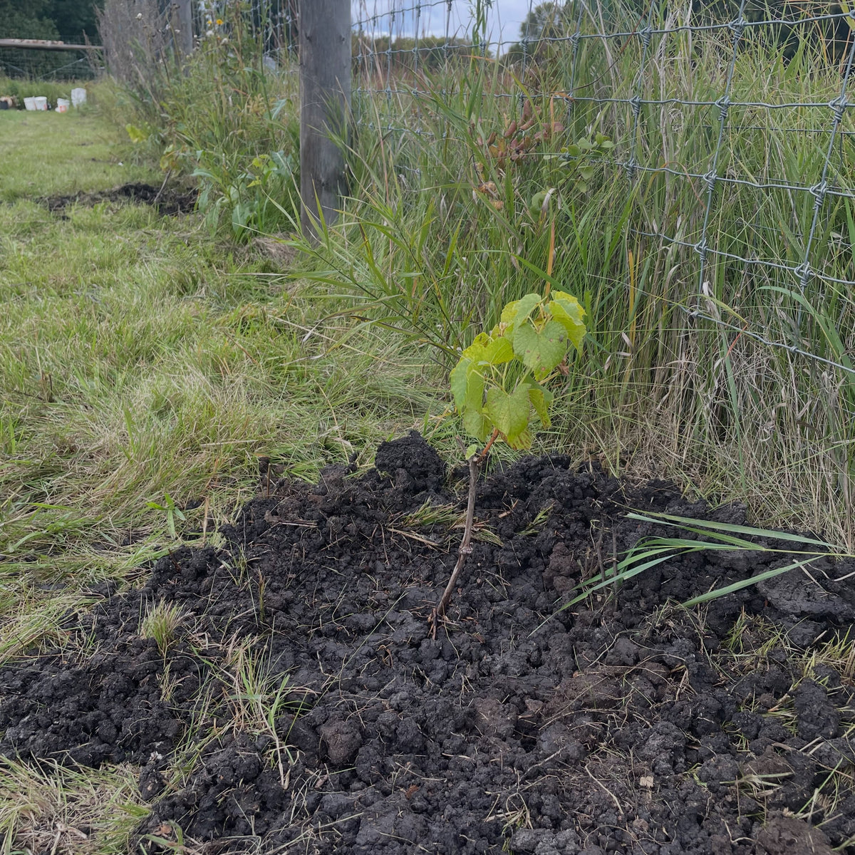 Young Valiant grape planted in dark soil along the community orchard fence