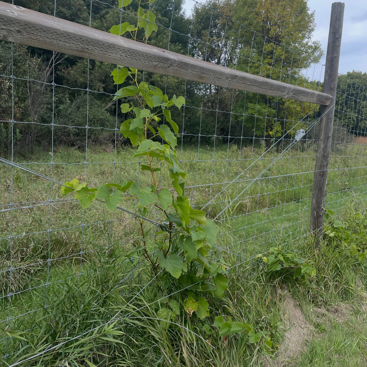 Established Valiant grape vine climbing the deer fence and trellis wire
