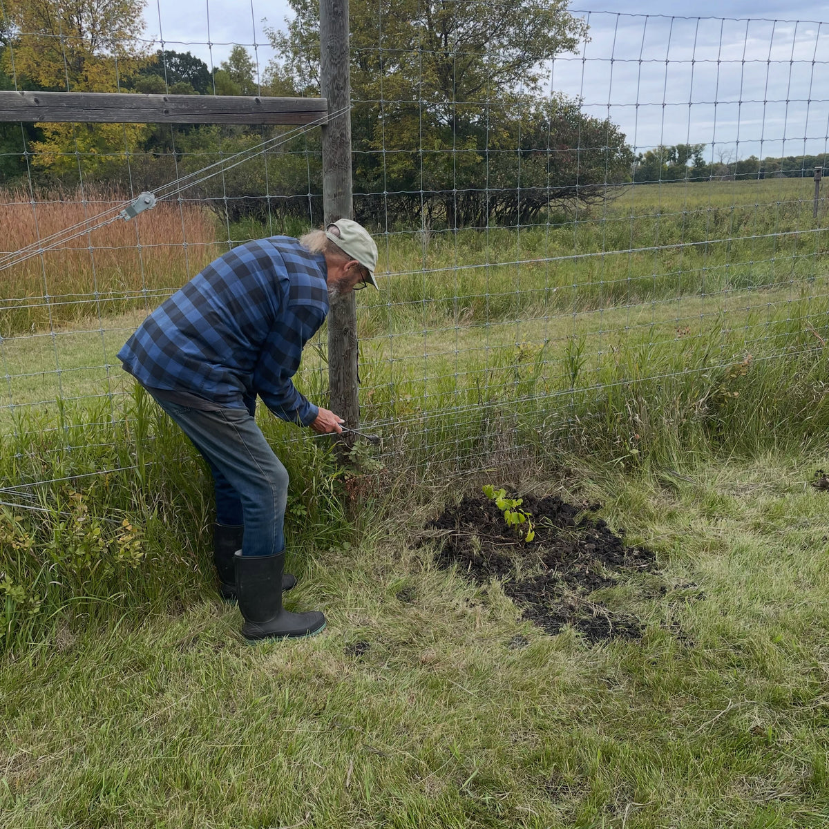 Volunteer planting along the Assiniboine Food Forest perimeter fence