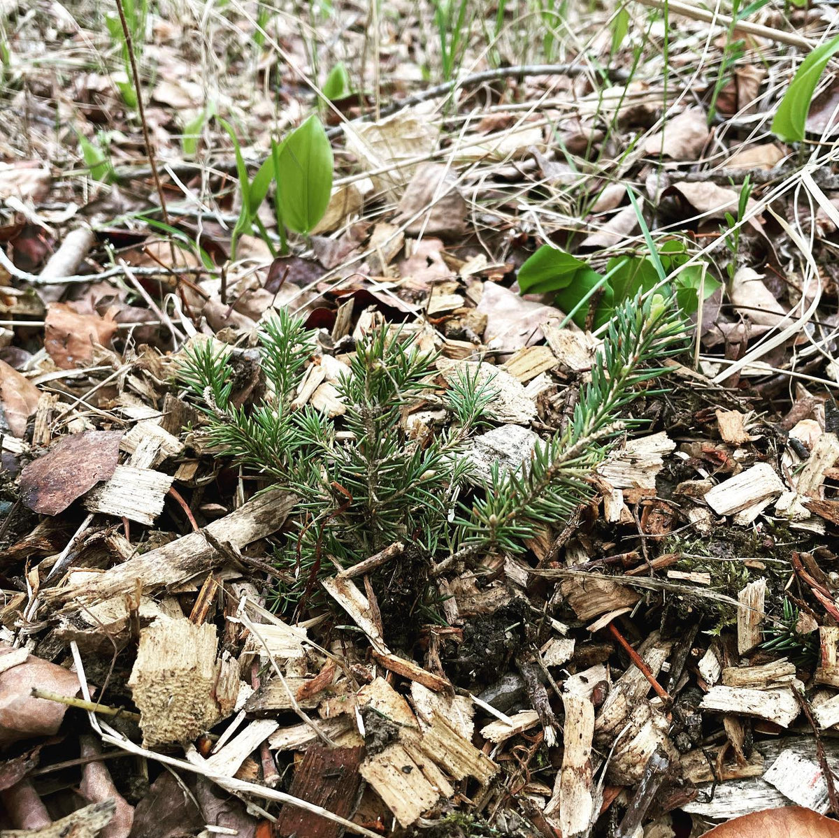 planting white spruce along a forest path today #silviculture #forest #treeplanting, image 2 of 2