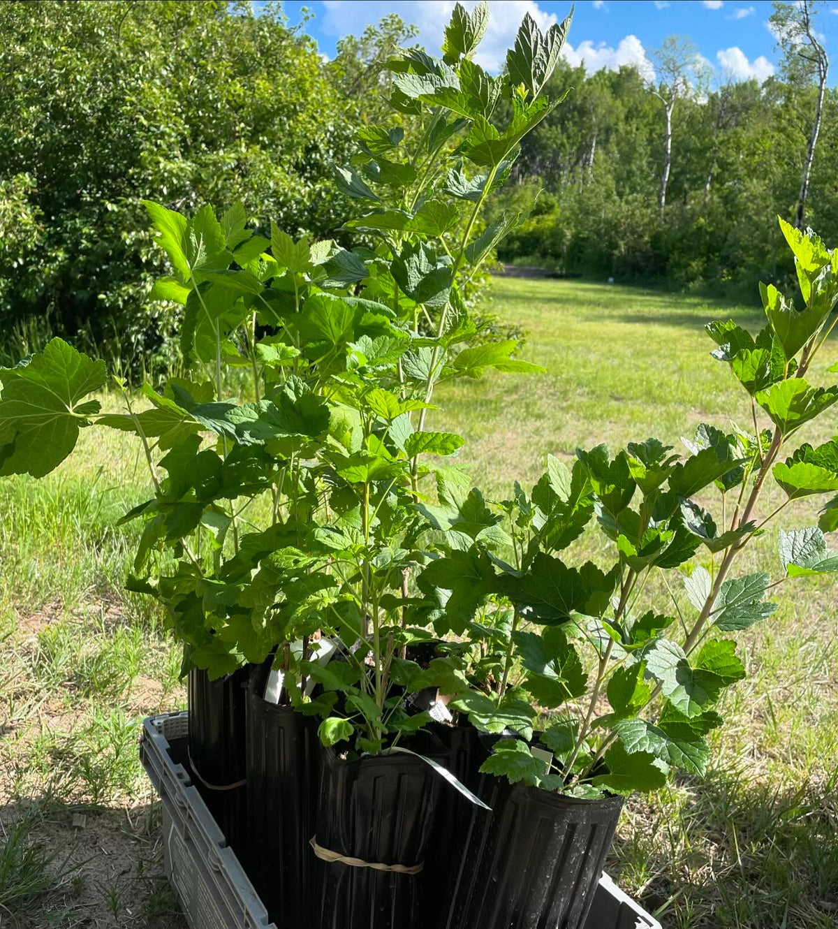plants started from hardwood at about ten weeks and grown under lights to get a head start