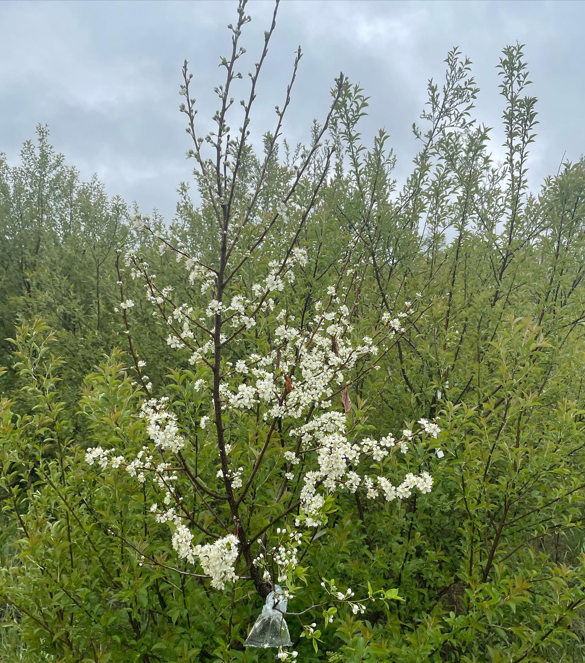 plum flowering on chokecherry, image 1 of 3