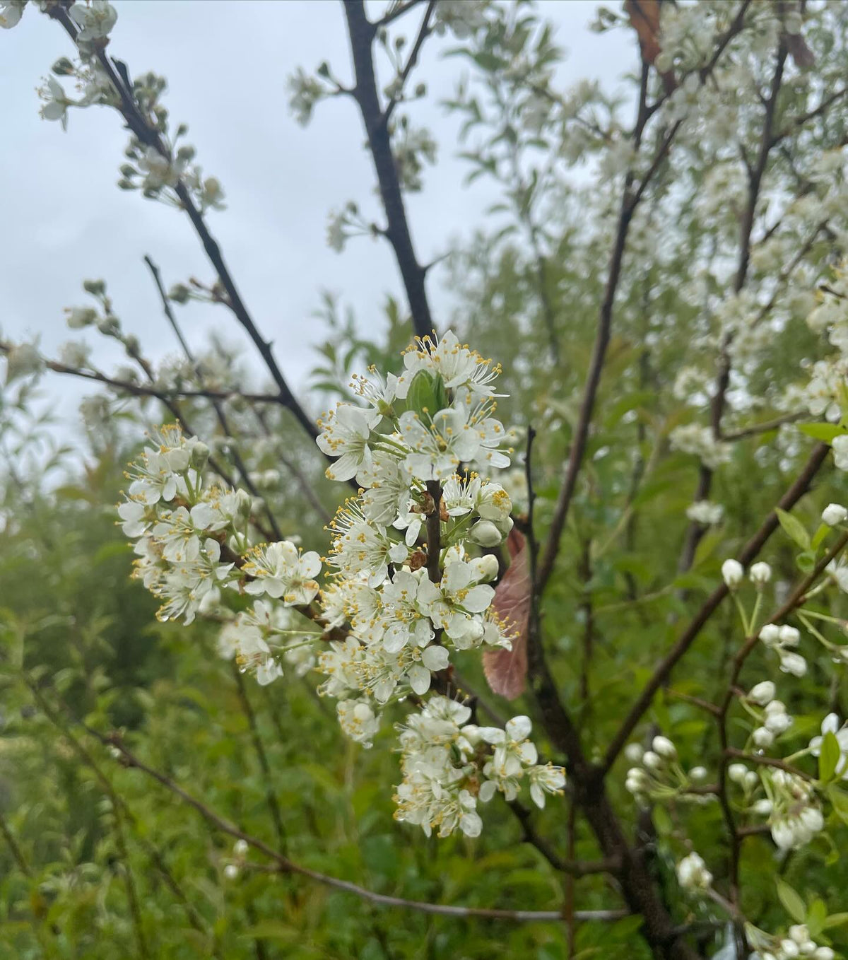 plum flowering on chokecherry, image 2 of 3