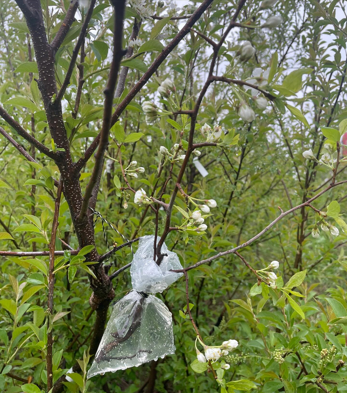 plum flowering on chokecherry, image 3 of 3
