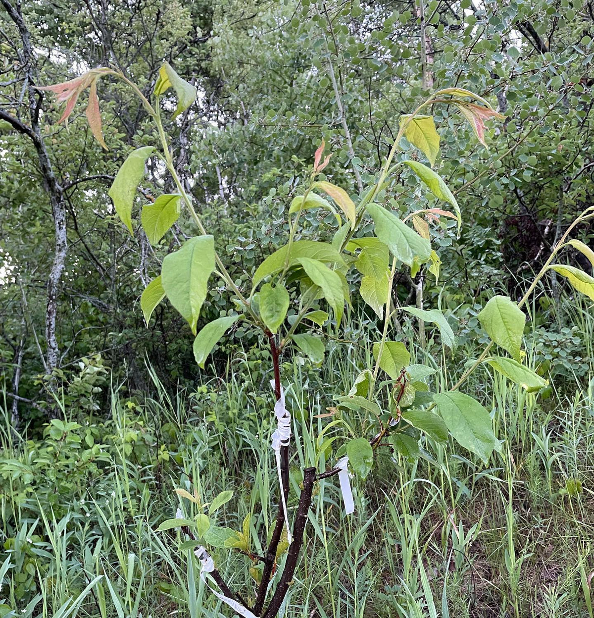 plum frameworked onto choke cherry at five weeks, image 1 of 2