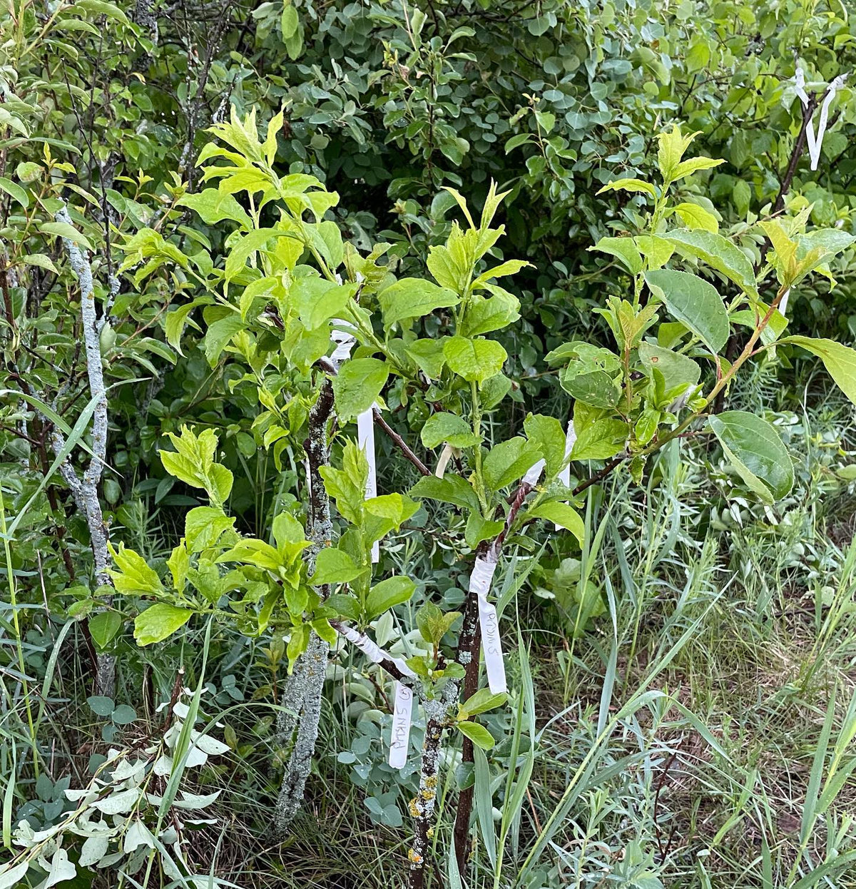 plum frameworked onto choke cherry at five weeks, image 2 of 2