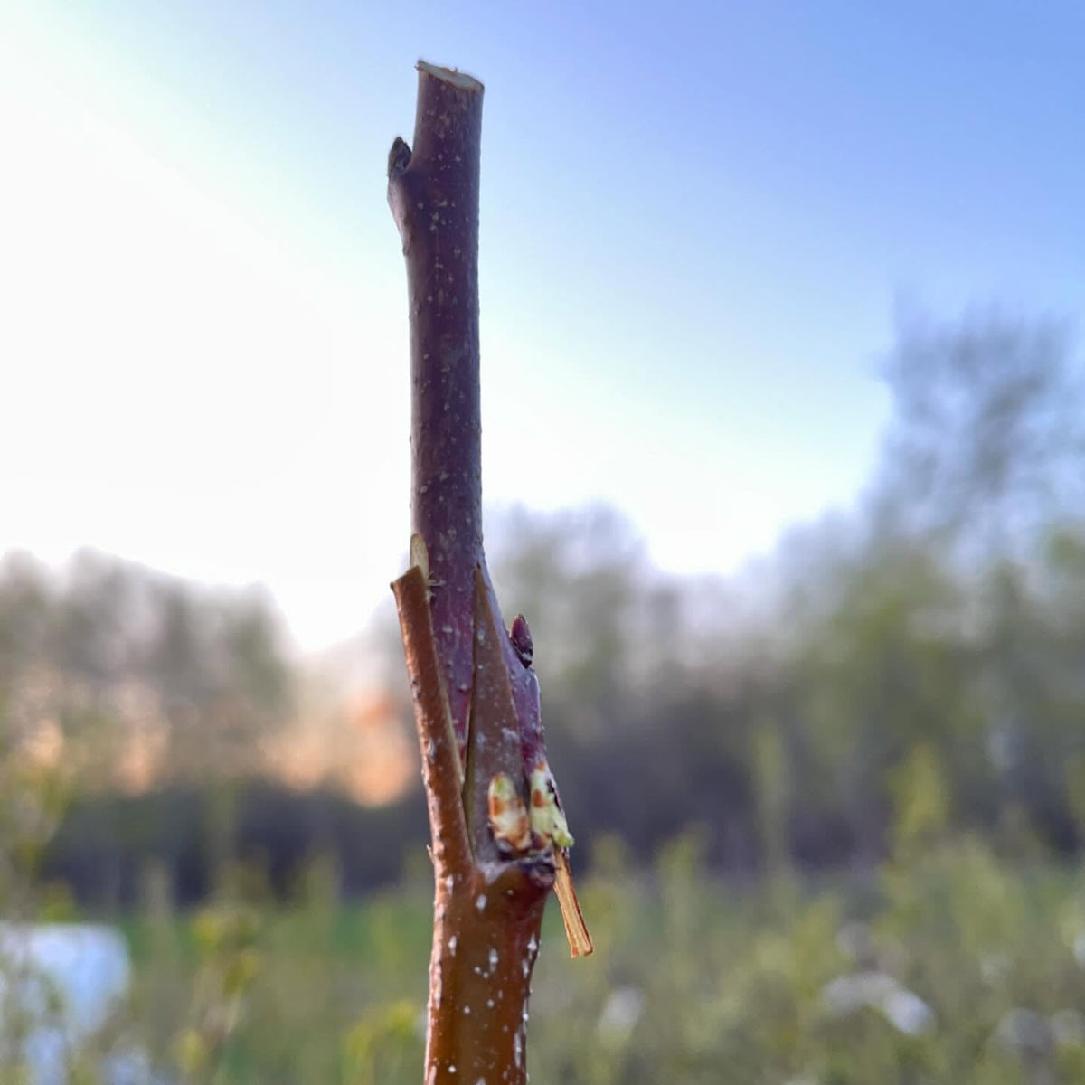 plum grafting in my trial block of chokecherry, image 1 of 2