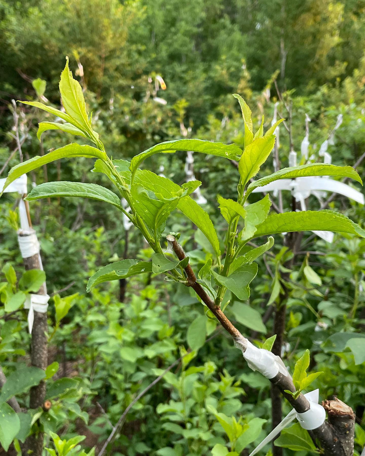 plum grafts from one month ago are starting to take off #grafting, image 1 of 2