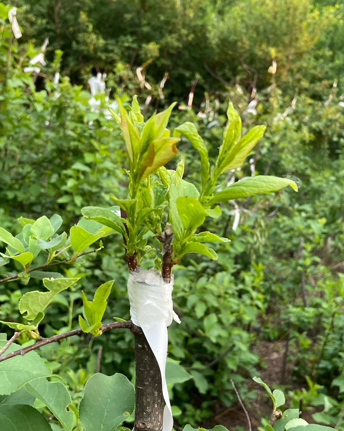 plum grafts from one month ago are starting to take off #grafting, image 2 of 2