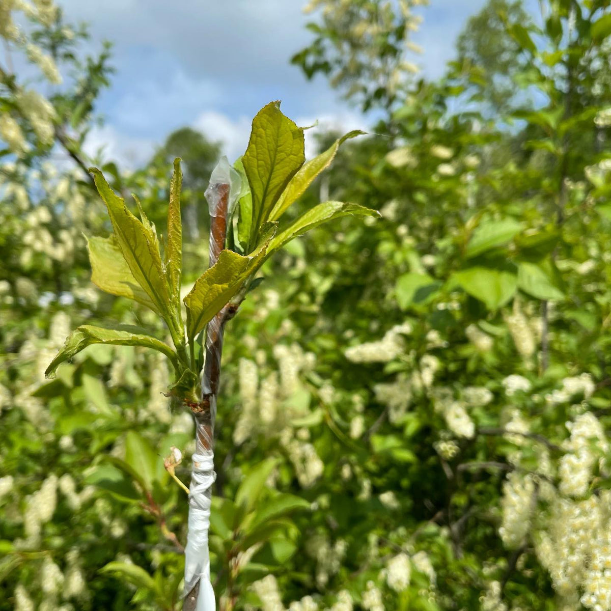 Plum grafts on wild choke cherry, image 1 of 2