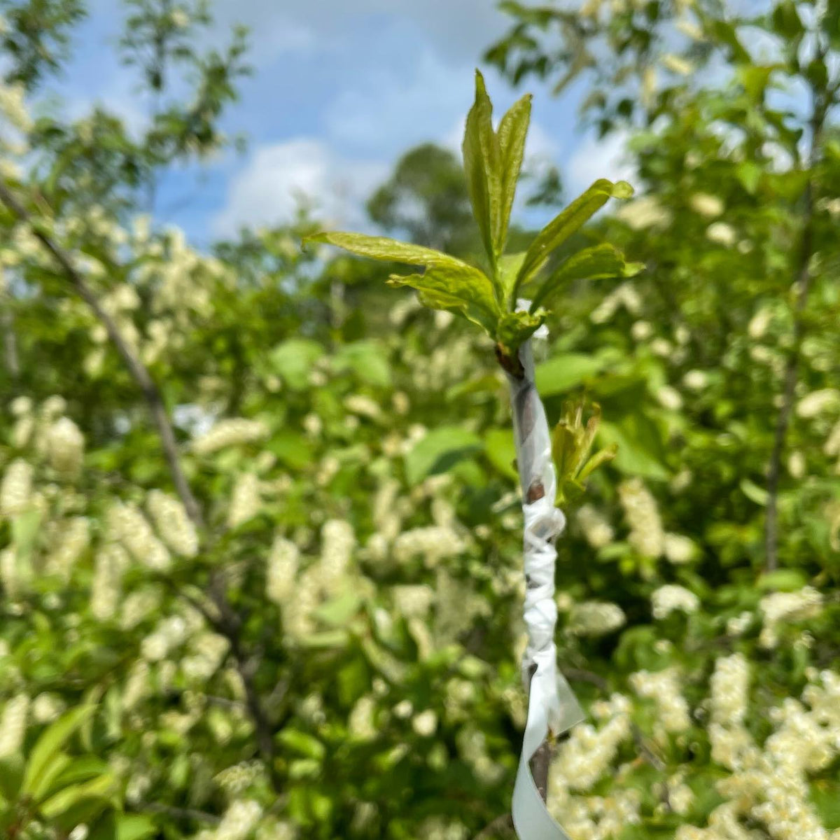 Plum grafts on wild choke cherry, image 2 of 2