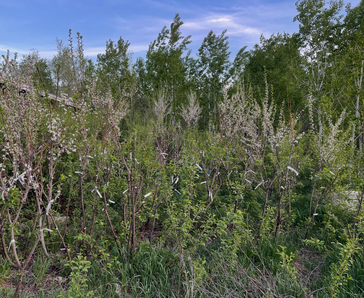 plum orchard year three on chokecherry rootstocks with interstems, image 1 of 5