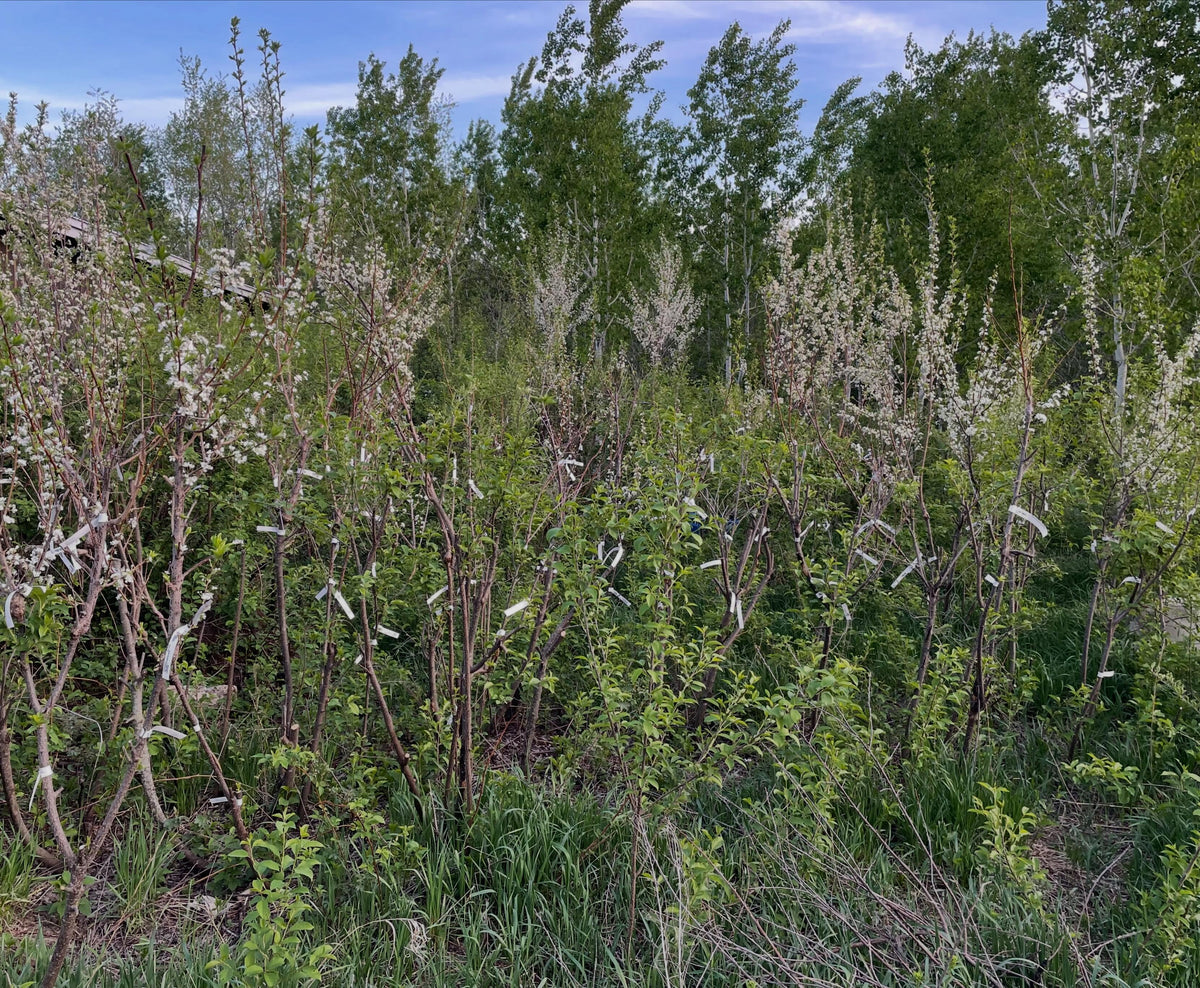 plum orchard year three on chokecherry rootstocks with interstems, image 2 of 5