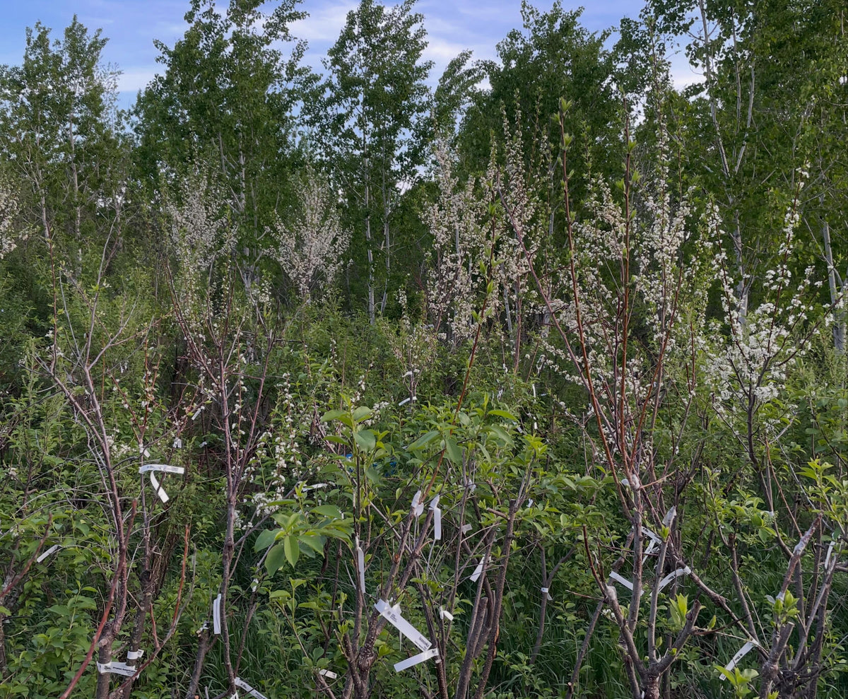 plum orchard year three on chokecherry rootstocks with interstems, image 3 of 5
