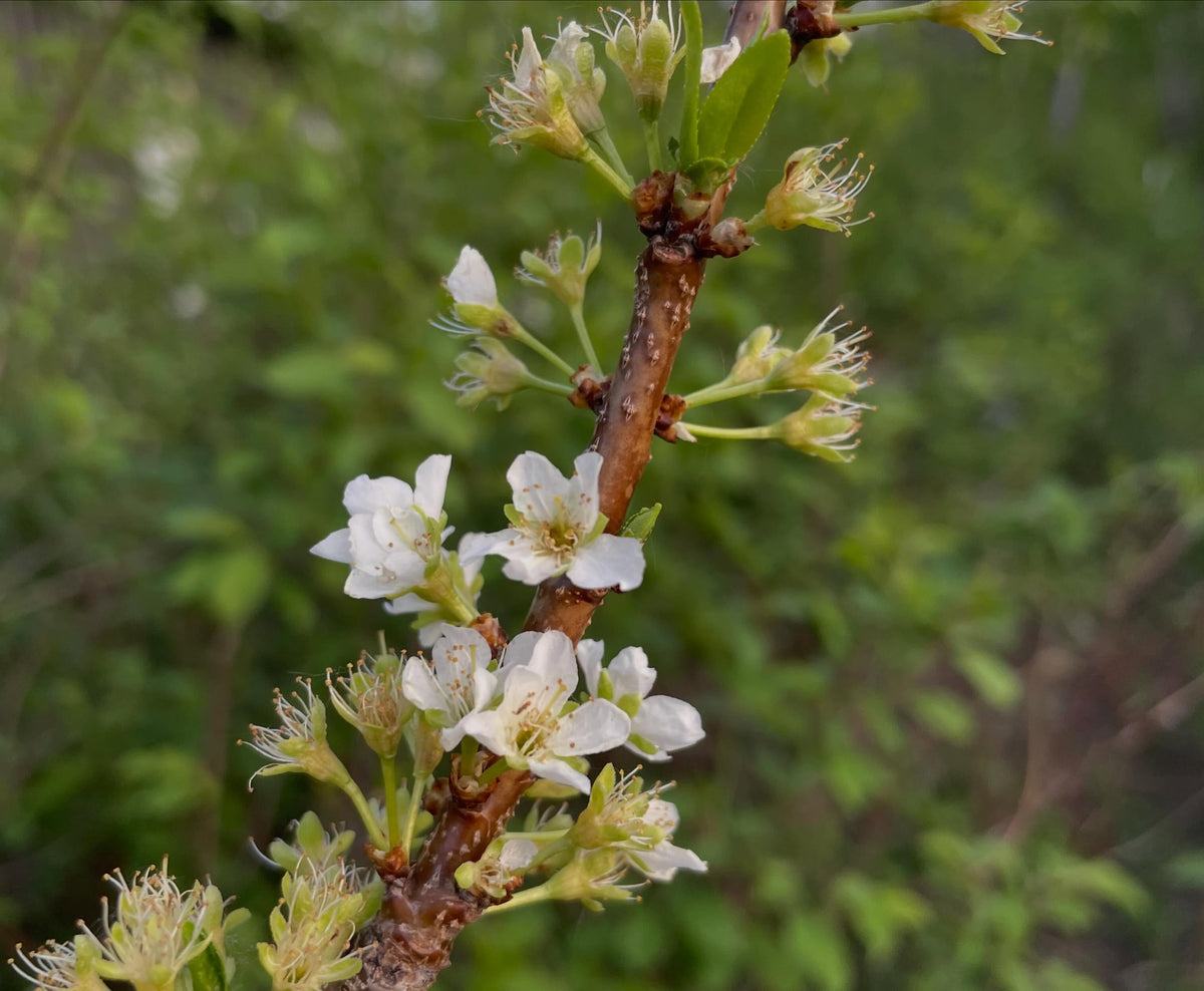 plum orchard year three on chokecherry rootstocks with interstems, image 4 of 5