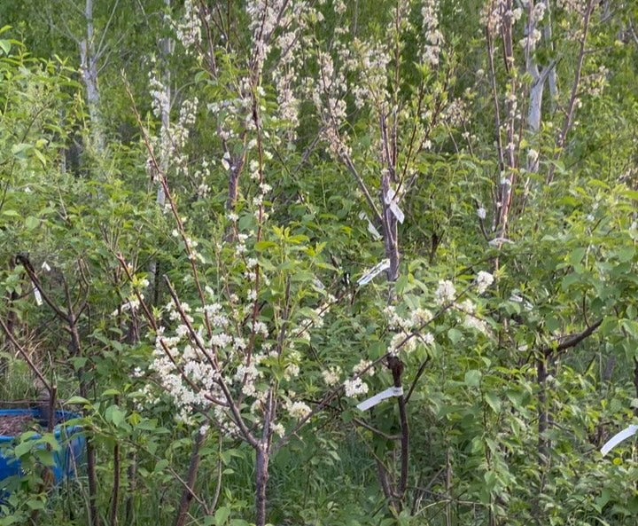 plum orchard year three on chokecherry rootstocks with interstems, image 5 of 5