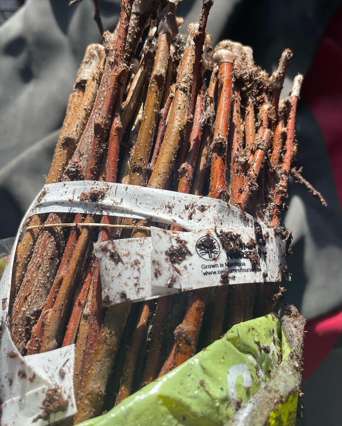 plum scion wood bundles that were cut early, just checking in on the moisture, image 1 of 2